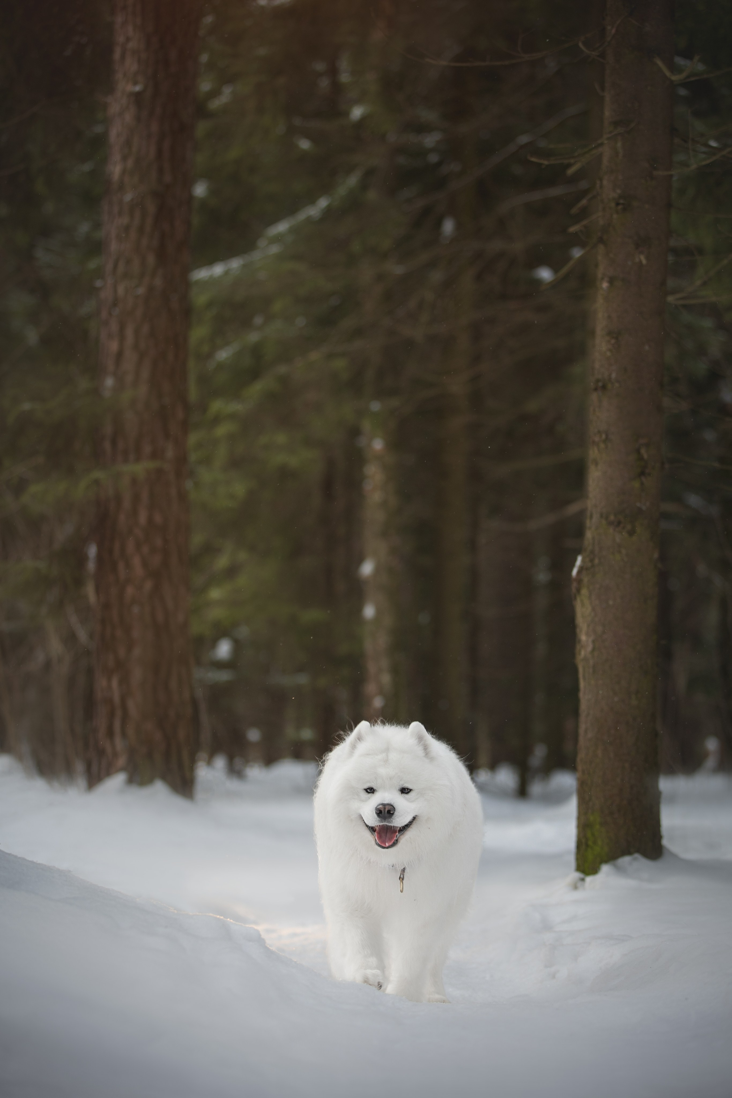 Самоедские мальчишки. Фотограф анималист в Москве Майорова Евгения