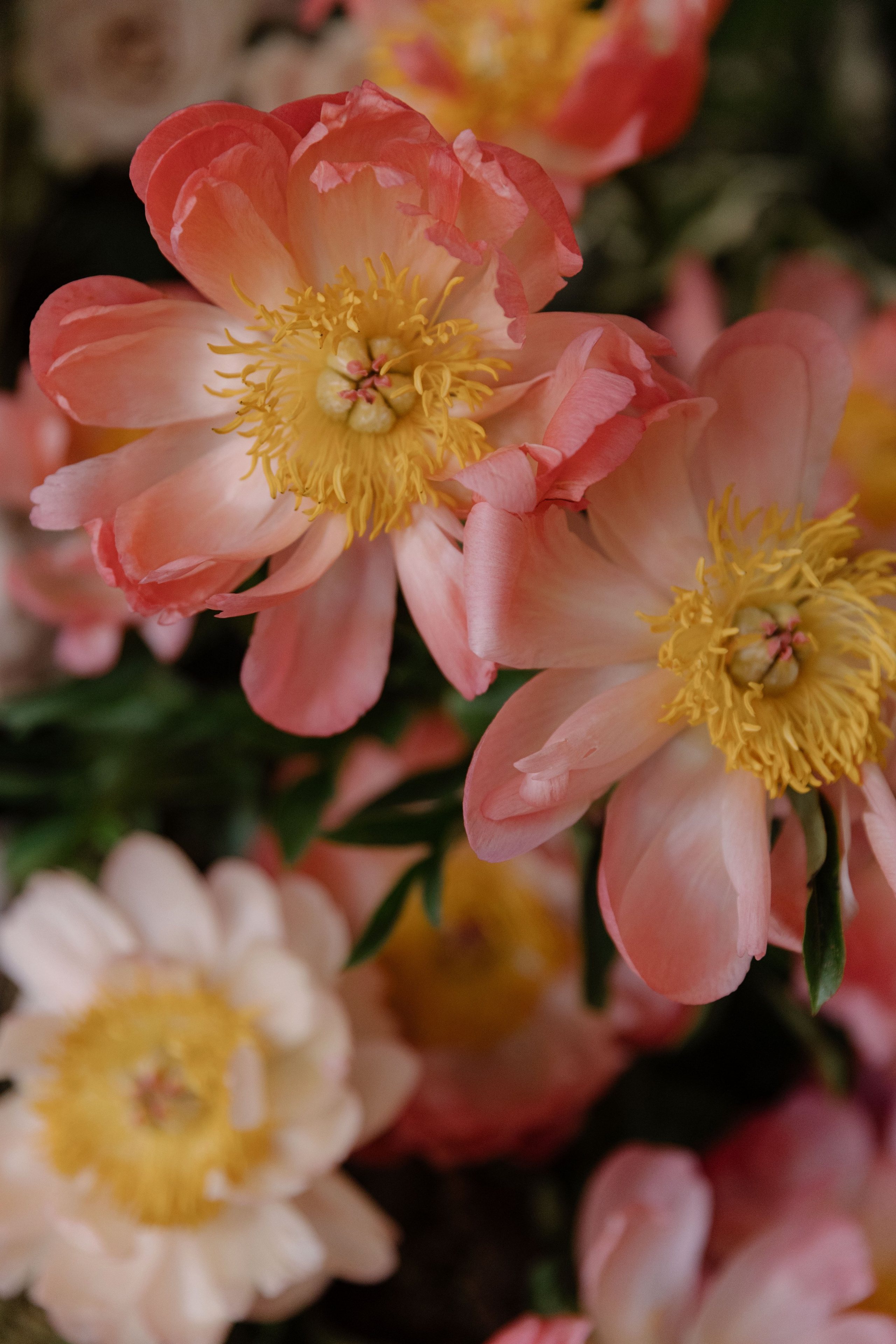 Тигран и Анастасия | 08.06. Портретный и свадебный фотограф в Москве Алина Гевал