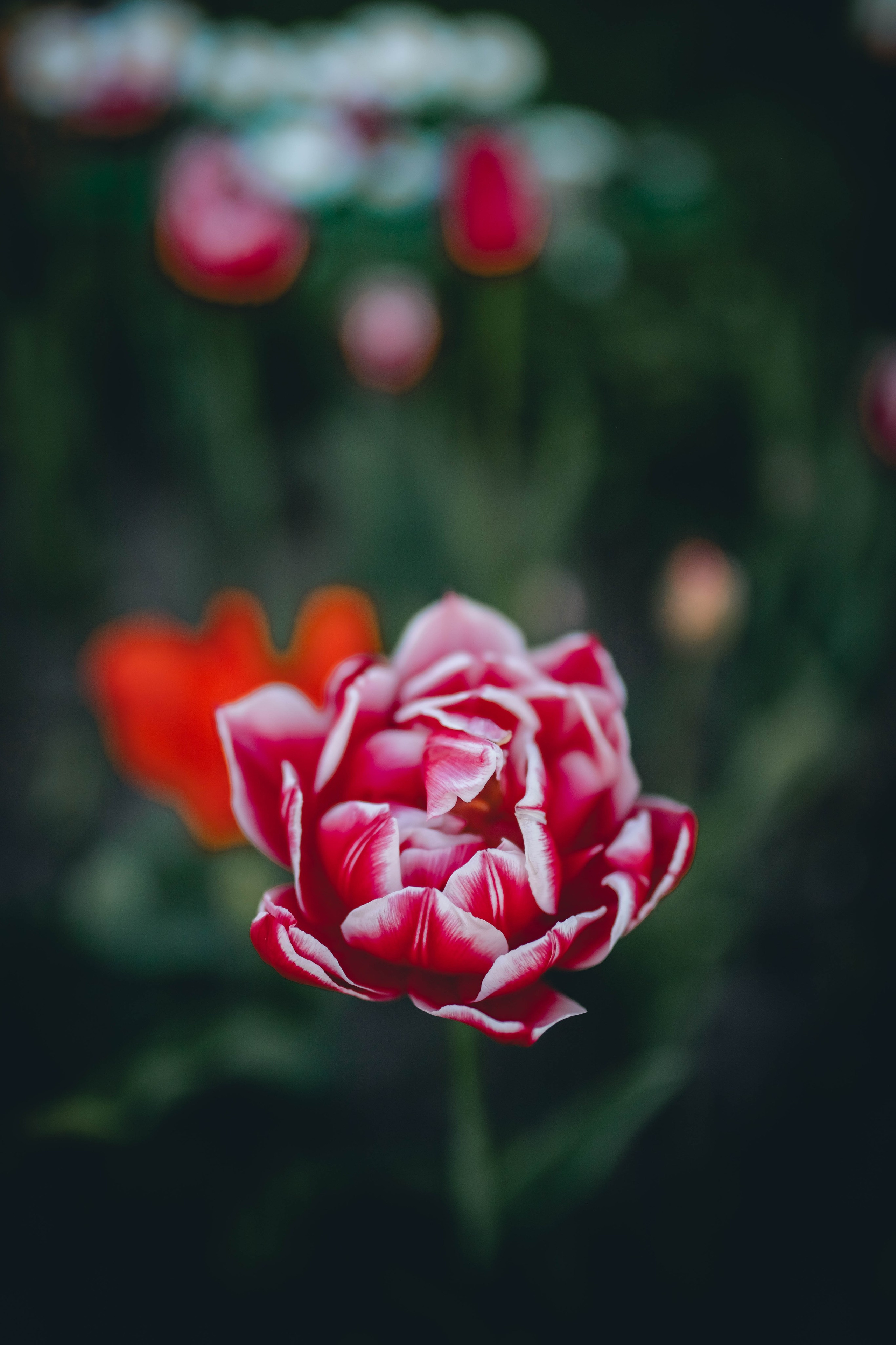 Анастасия. Александра Мельниченко/ Бегающий фотограф