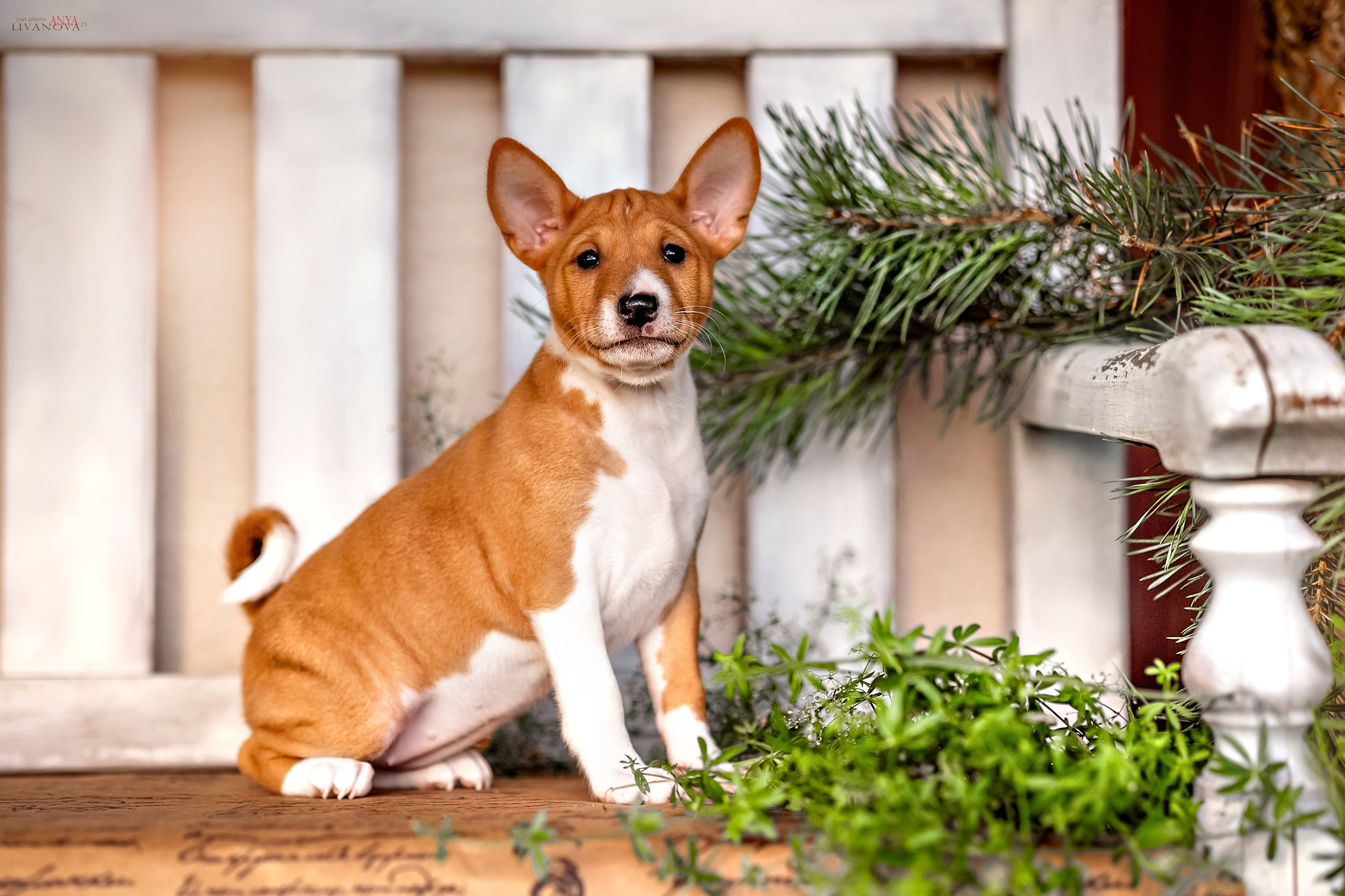 Басенджи. Фотограф анималист Аня Ливанова | Рыбинск