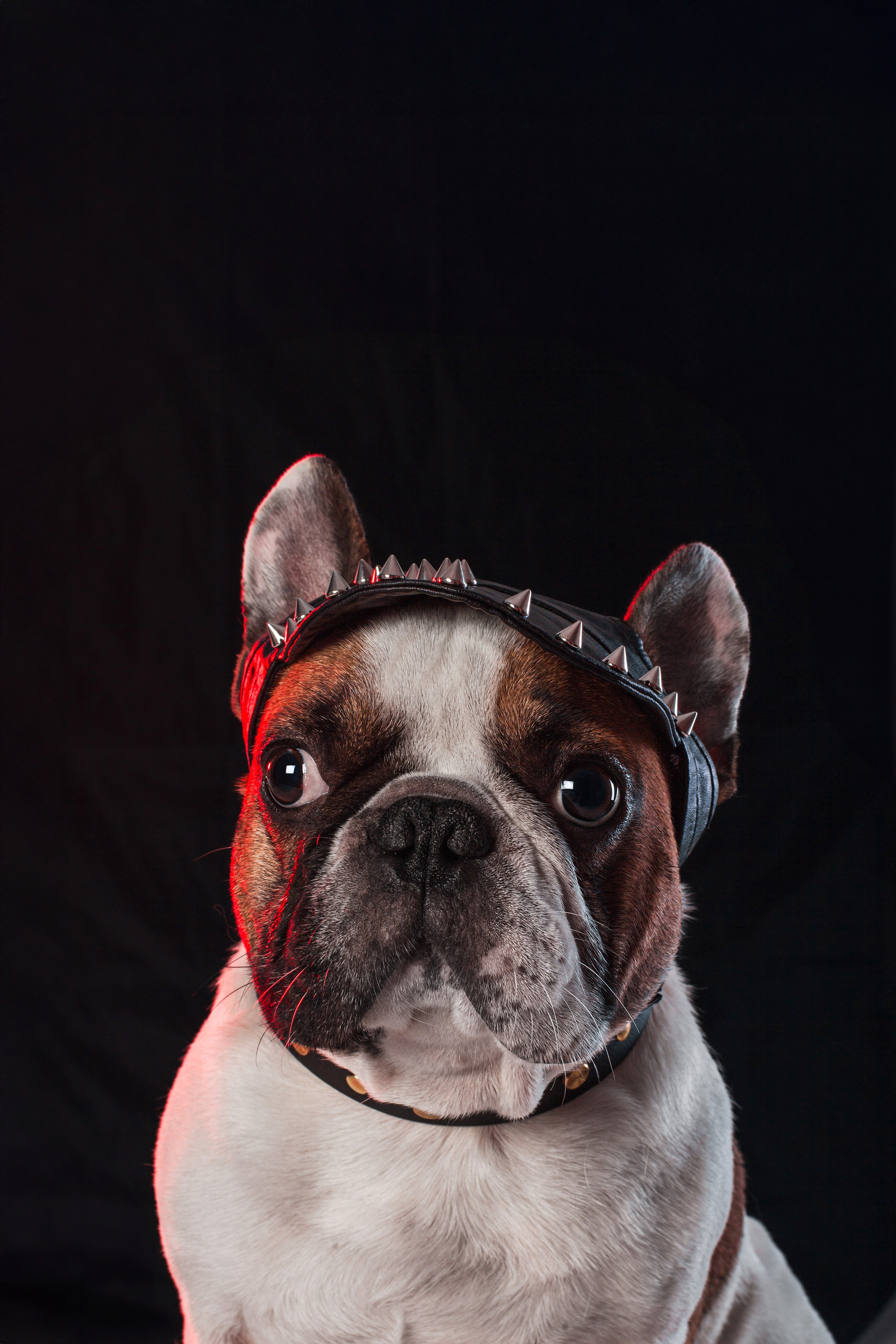 Студийная фотосессия с цветным светом. Фотограф-анималист Татьяна Степанова