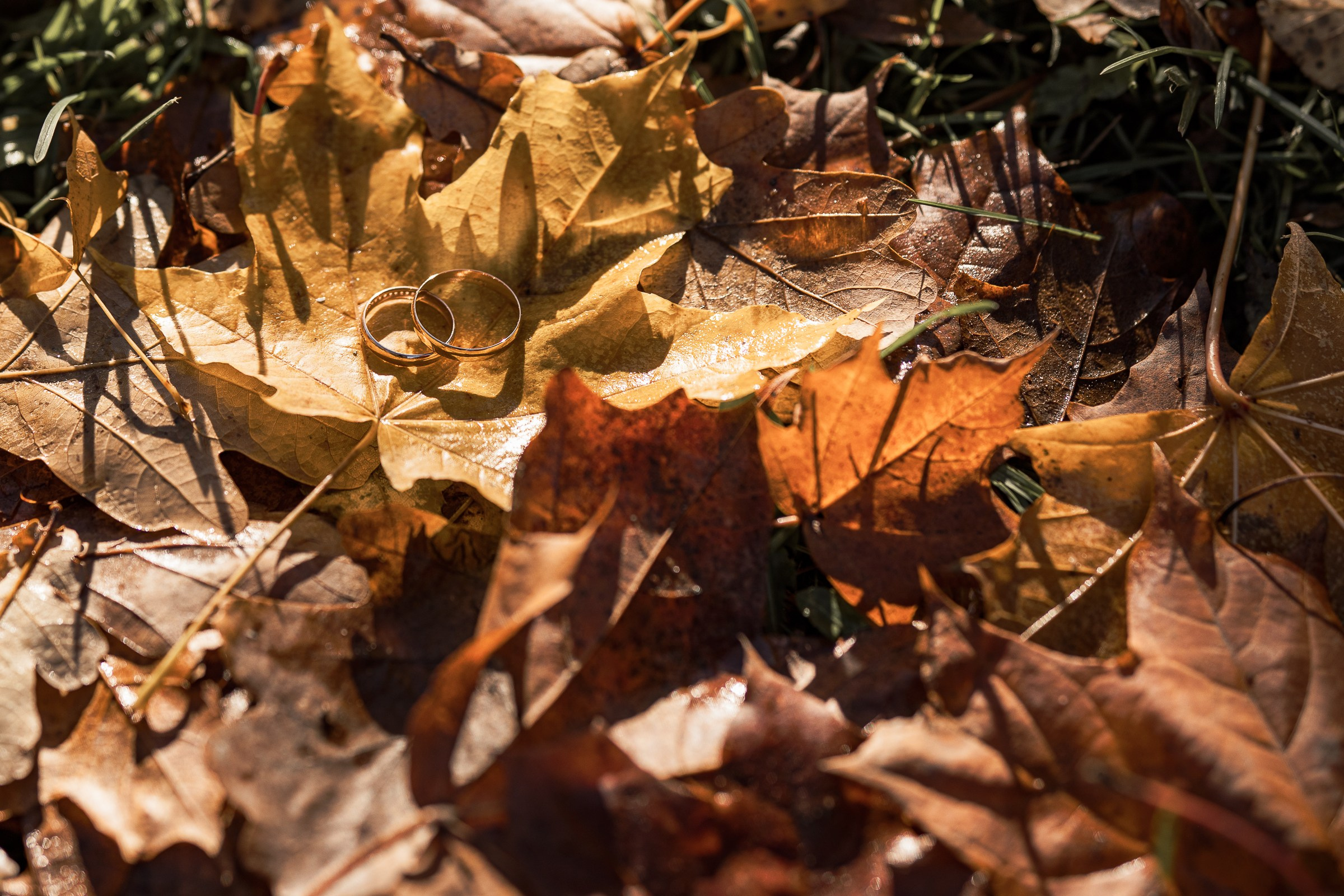 Дмитрий и Елена, свадьба в Пушкине. Свадебный и семейный фотограф в Колпино и СПб Юлия Папанова