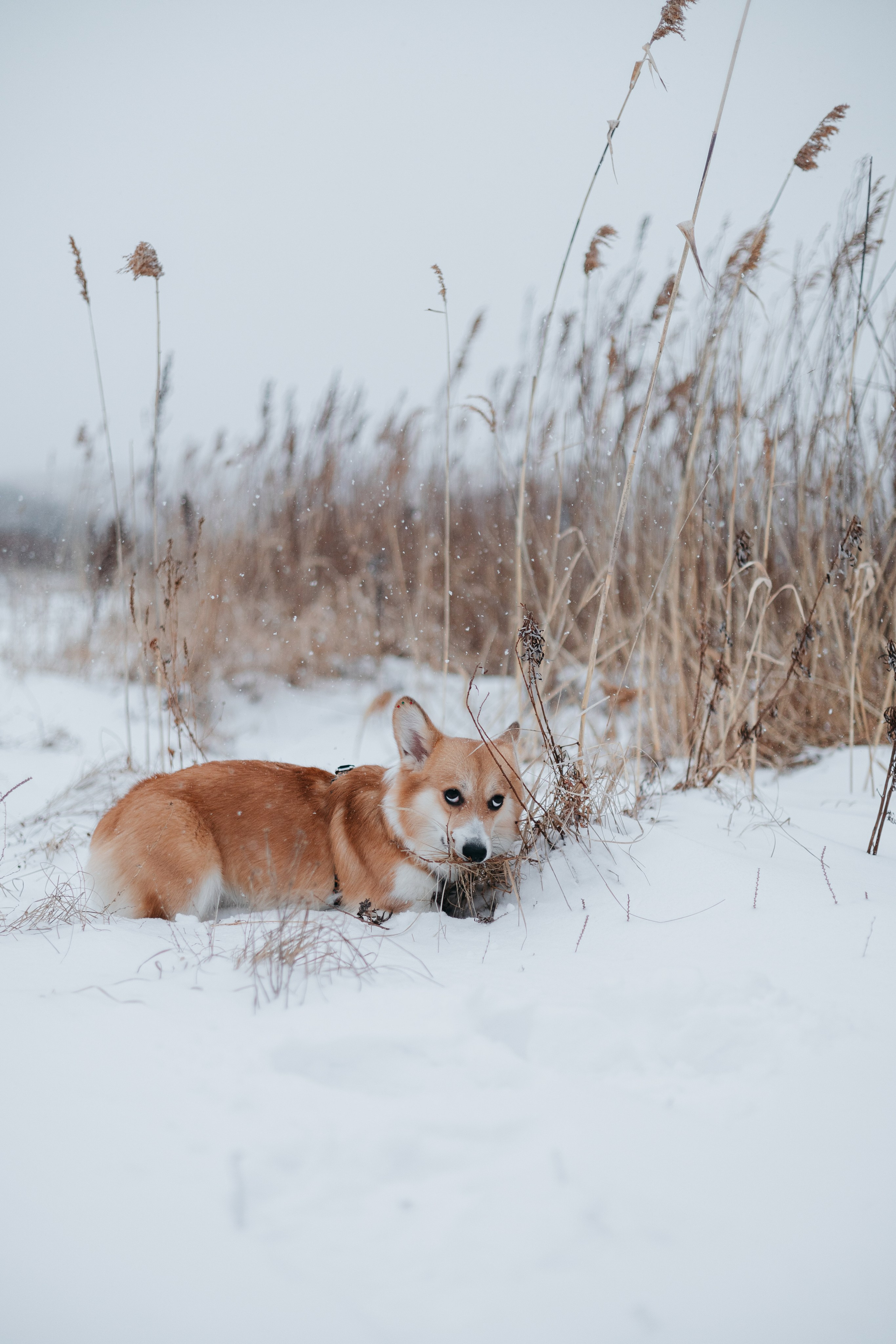 Лена, Лиза и Мия. Фотограф — анималист Владивосток, Алина