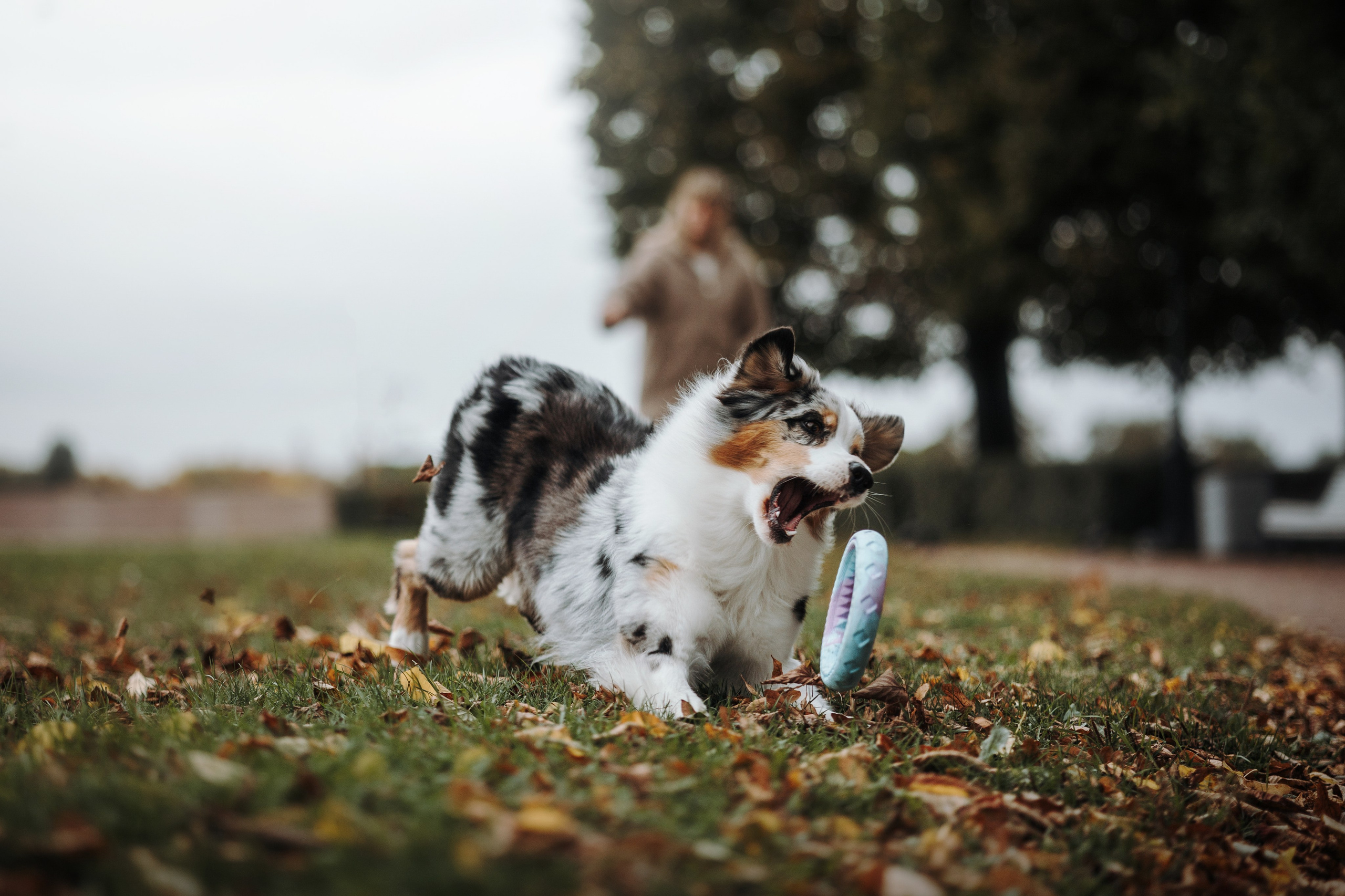 Ирина и Кайса. Фотограф — Анималист | Санкт-Петербург
