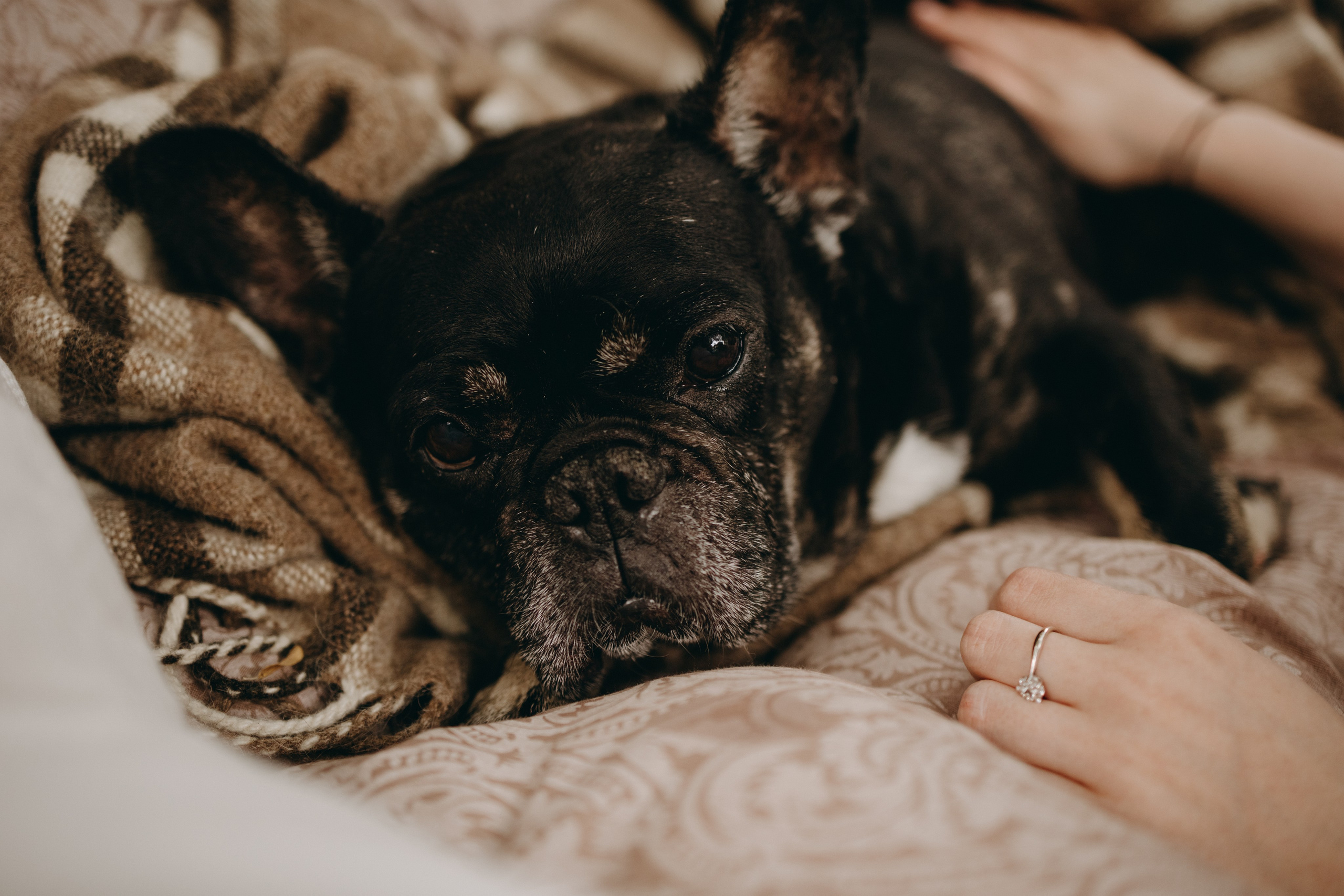 Софа и ее хвостики. Фотограф — Анималист | Санкт-Петербург