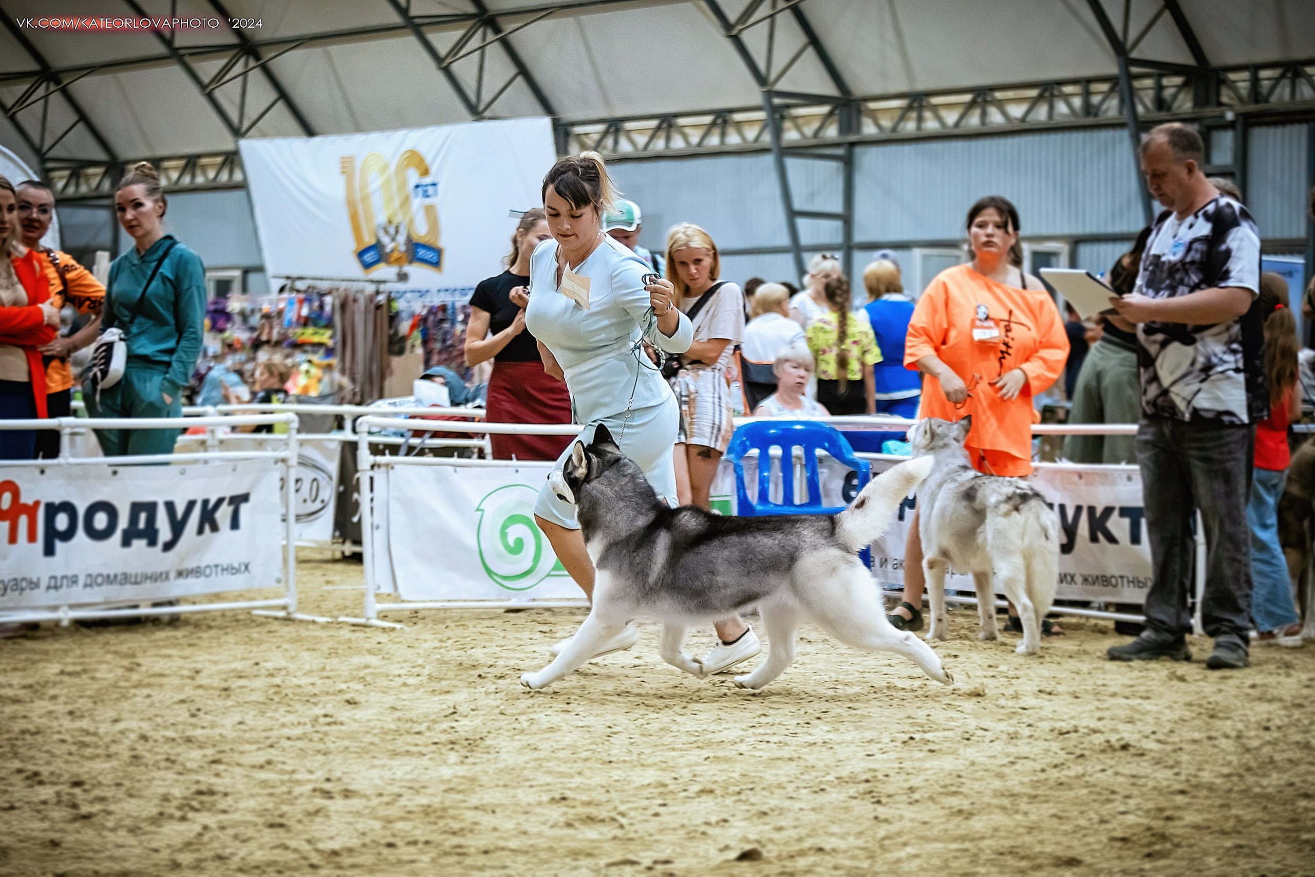 Фотосъемка собак, щенков, на выставках, фотограф анималист Россия воронеж. Питомник собак Акита, Хаски, Корги