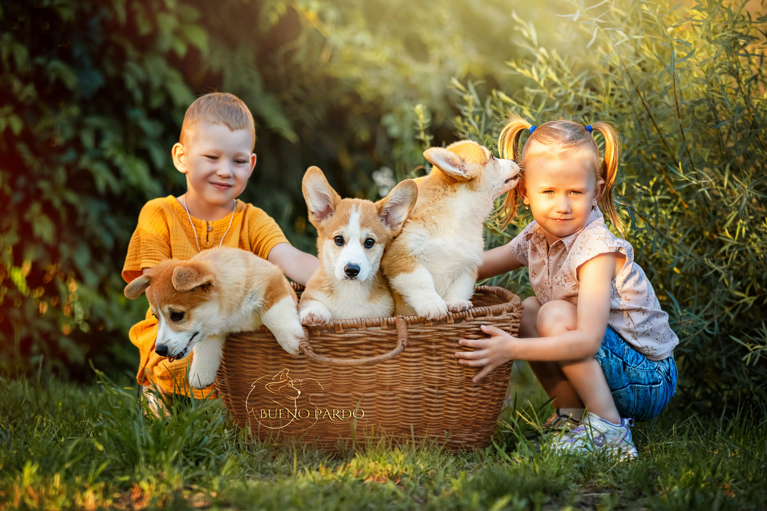 Щенки вельш корги пемброк из питомника. Питомник собак Акита, Хаски, Корги