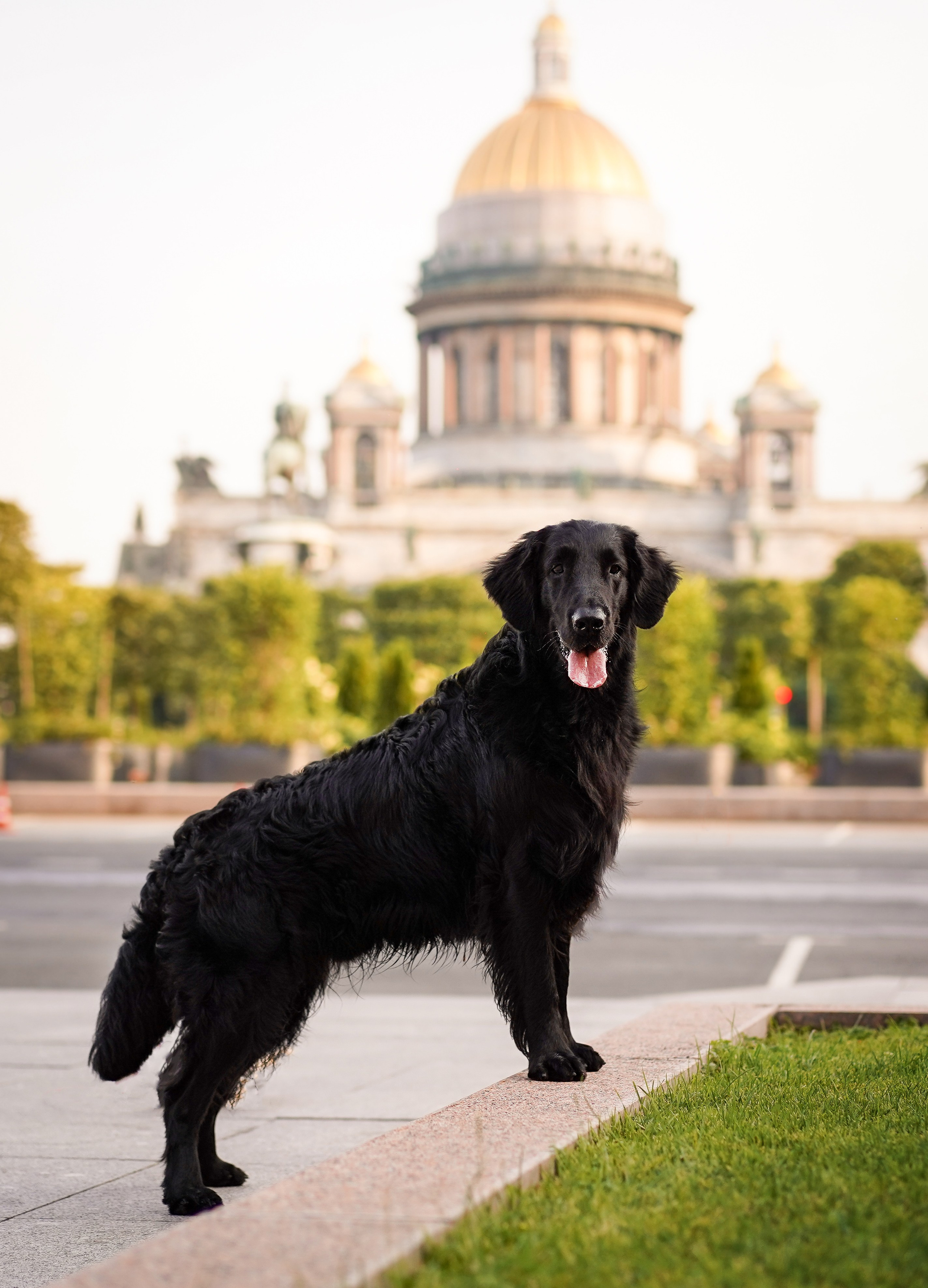Анна и Мустик. Фотограф-анималист в Санкт-Петербурге Яна Мартынова