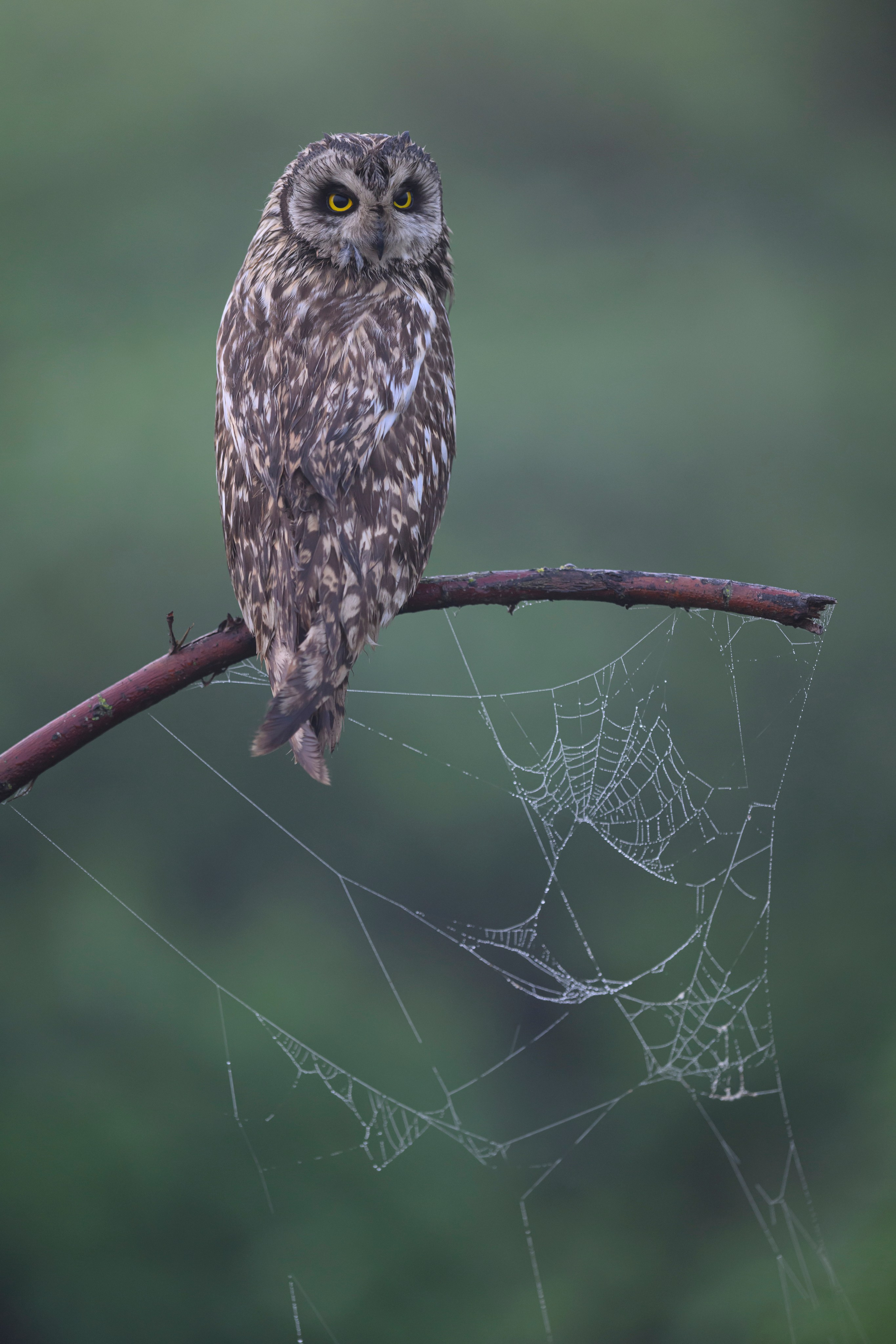 Сова вернулась. The owl has returned. Wildlife photography by Sergey Puponin