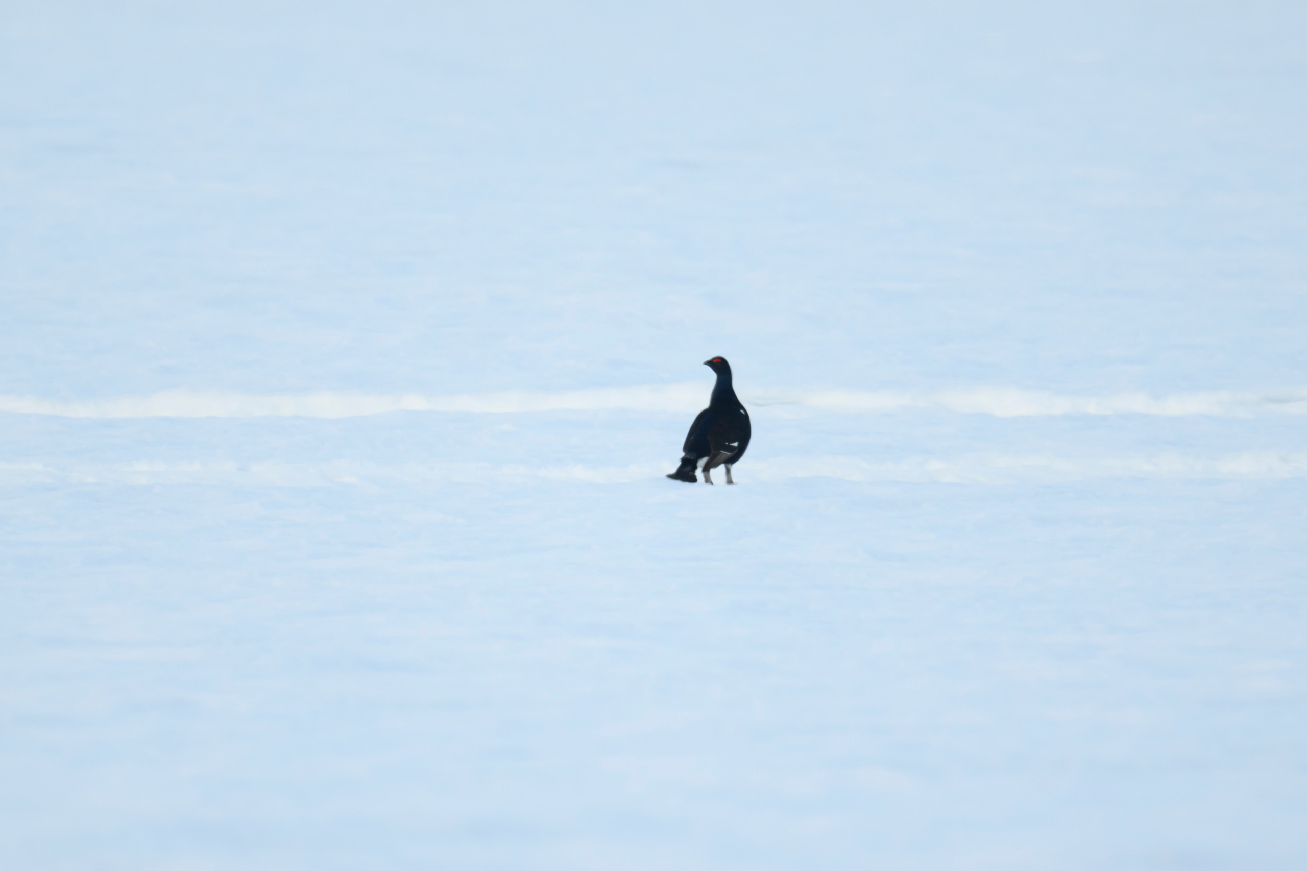 Утро в лесу. Лиса, лось, тетерева и одинокий гоголь. Wildlife photography by Sergey Puponin