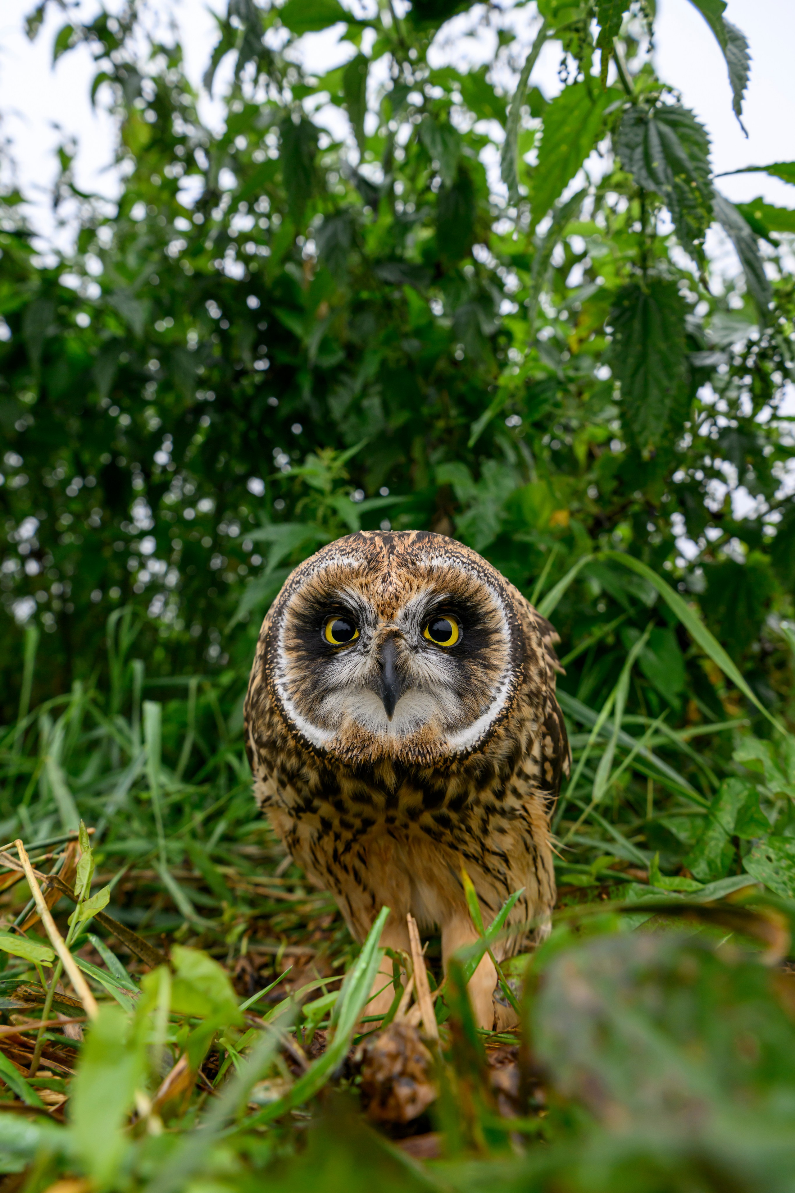 Фотосессия совенка | Owlet photo session. Фотограф Сергей Пупонин