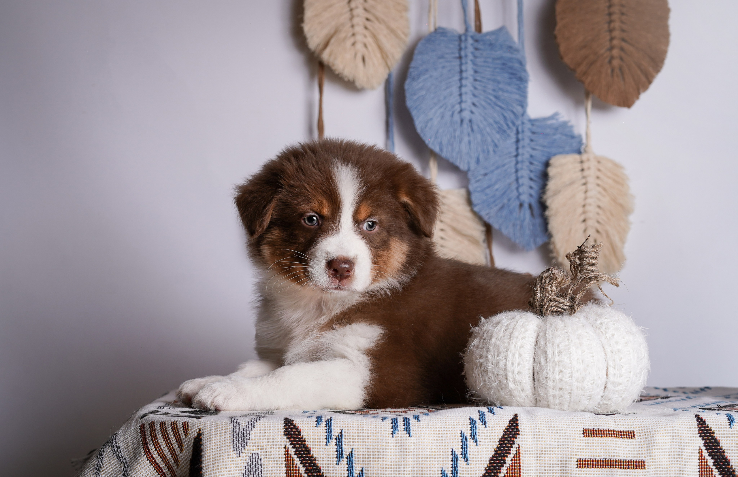 Щенки аусси. Фотограф-анималист в Санкт-Петербурге Яна Мартынова