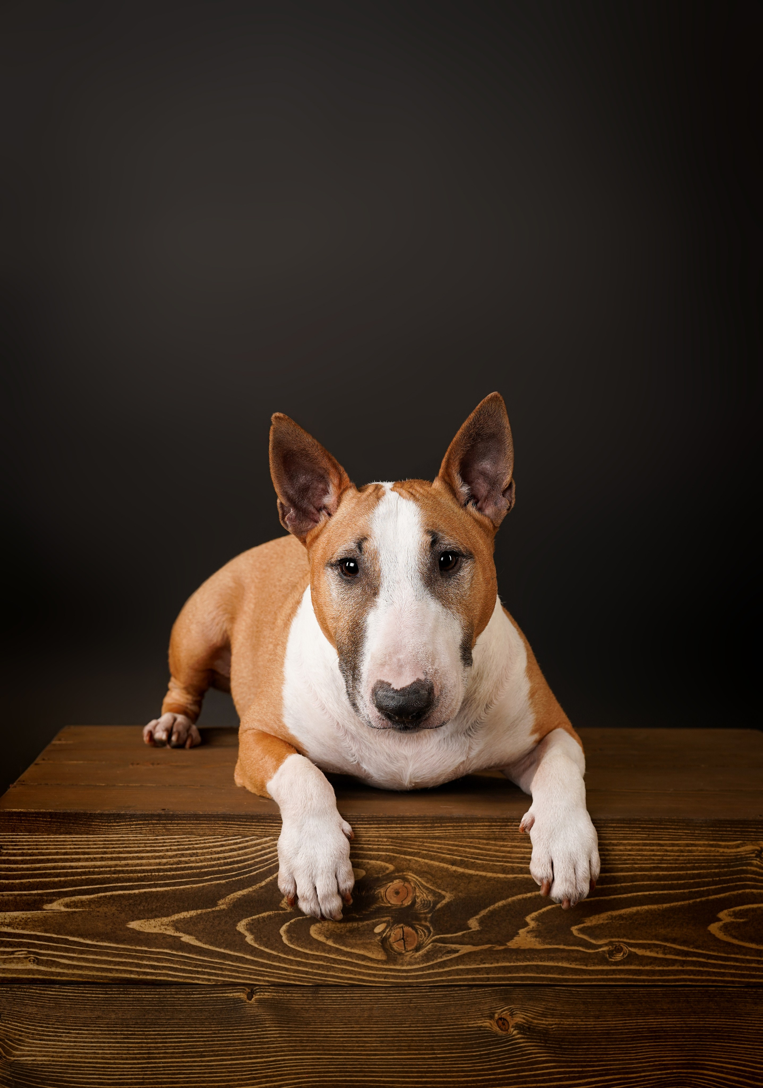Юни и Панда. Фотограф-анималист в Санкт-Петербурге Яна Мартынова