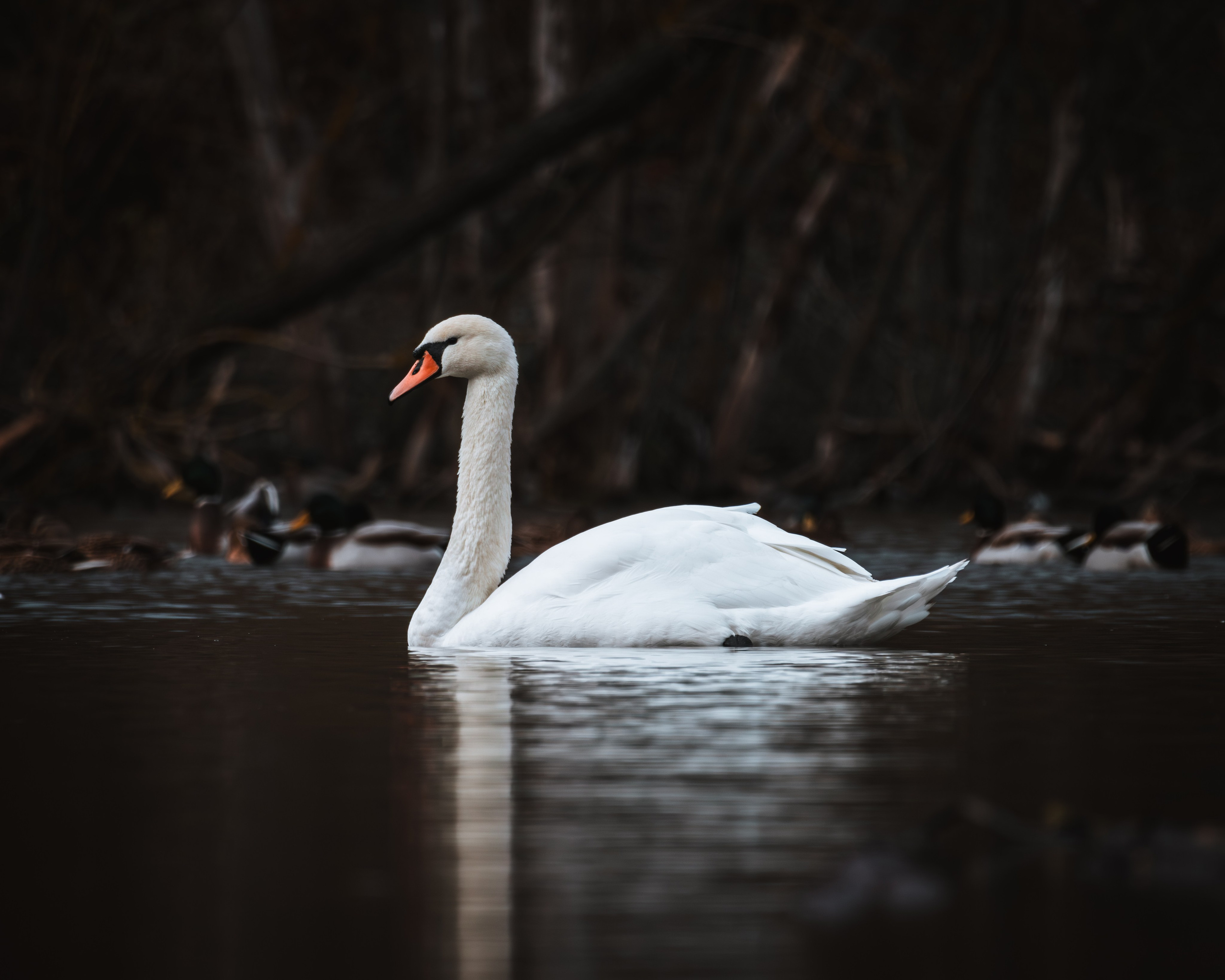 Lipetsk 2024. Anton Chernov | Wildlife photographer
