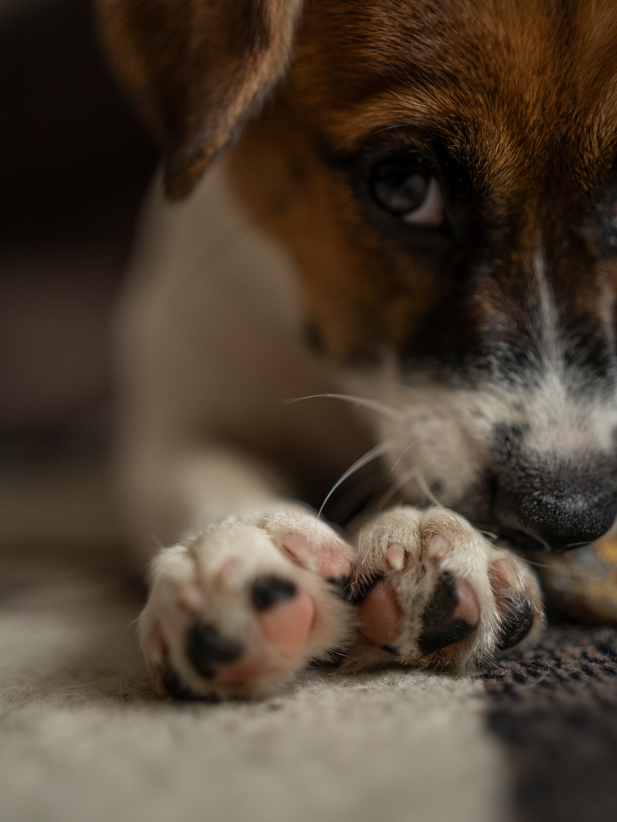 Ляля и Бандит Питомцы. Свадебный и Женский фотограф в г. Кемерово