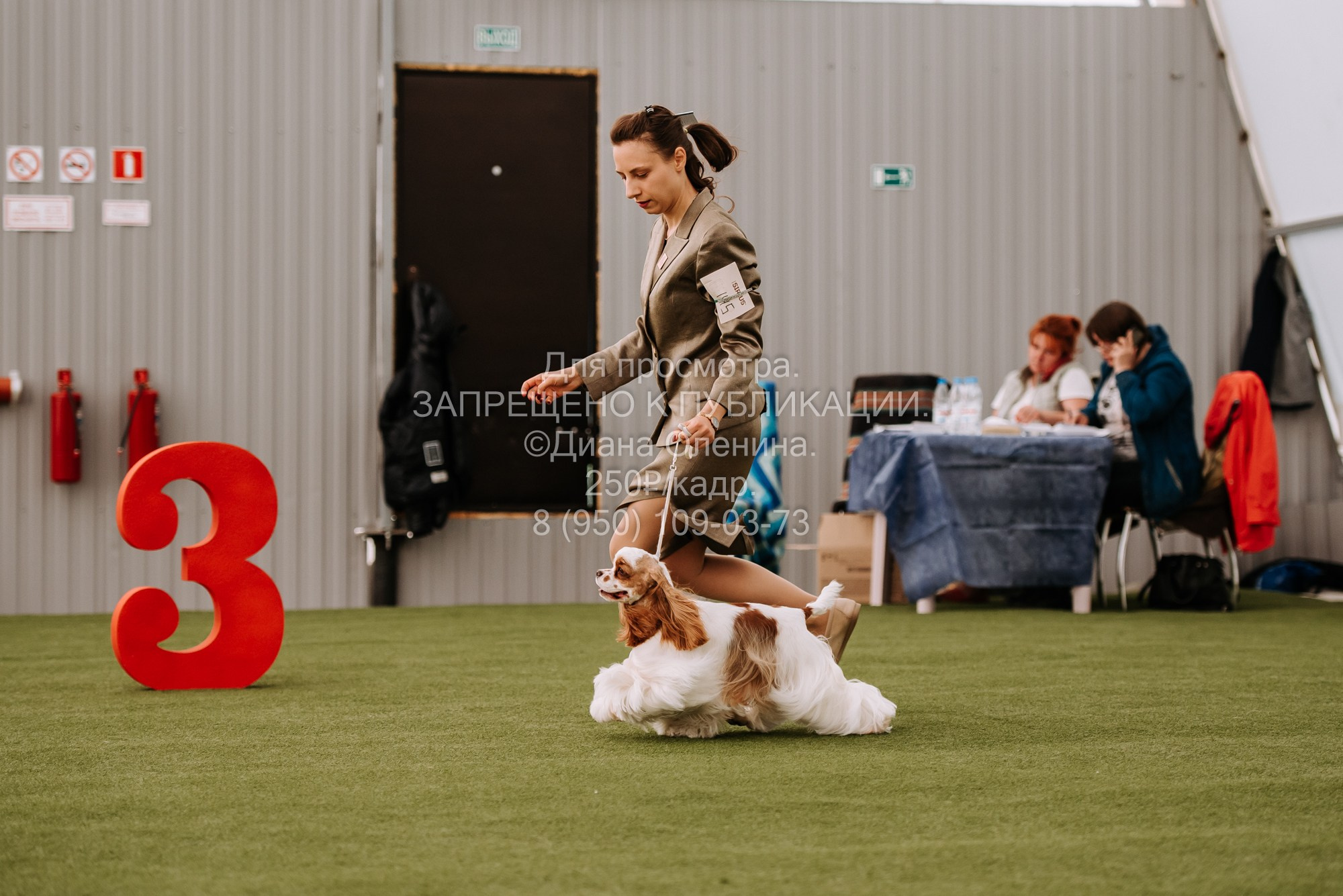 Выставка собак Красноярск 2.06. Фотограф Диана Оленина Красноярск / Братск