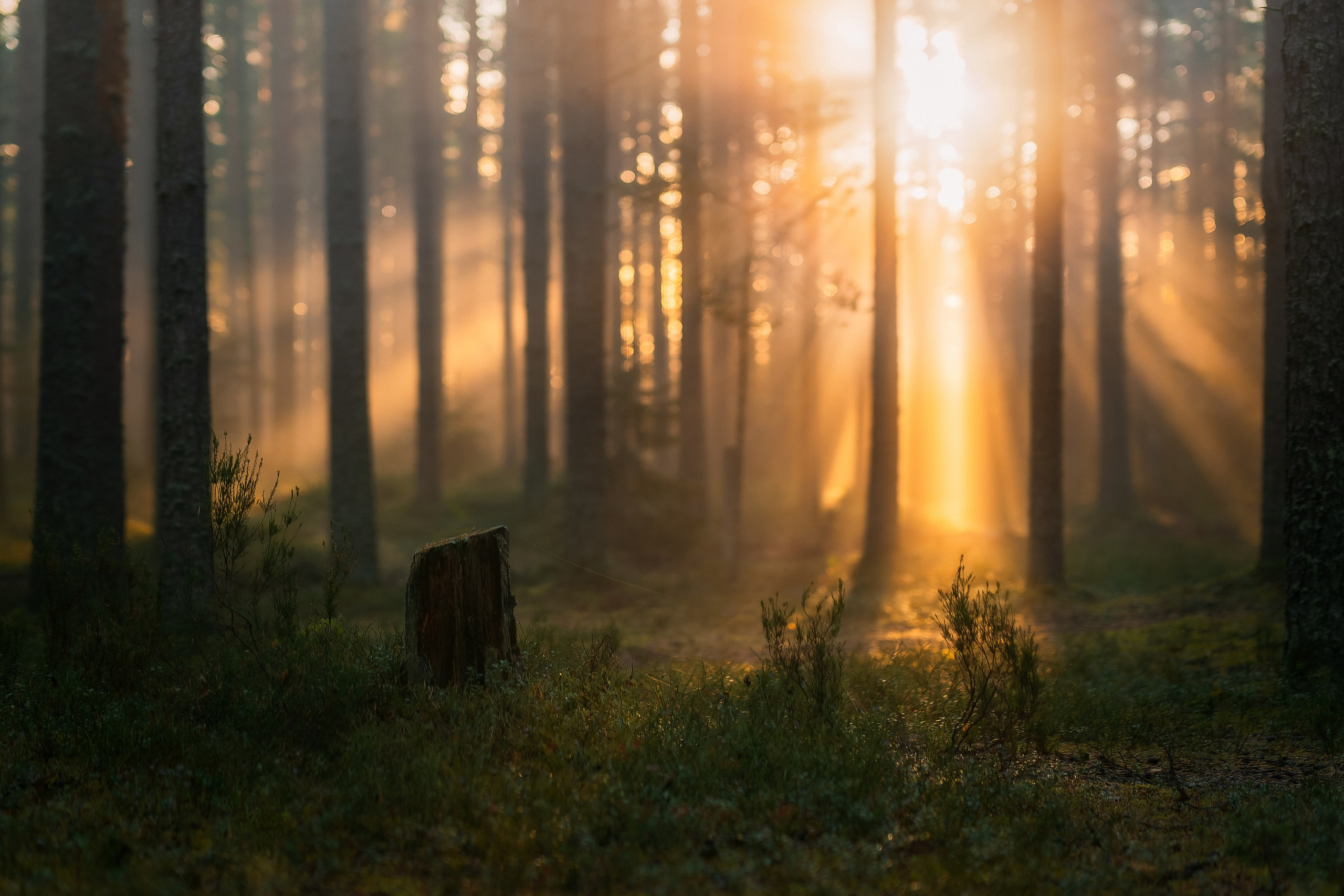 Невероятный рассвет в сосновом лесу
