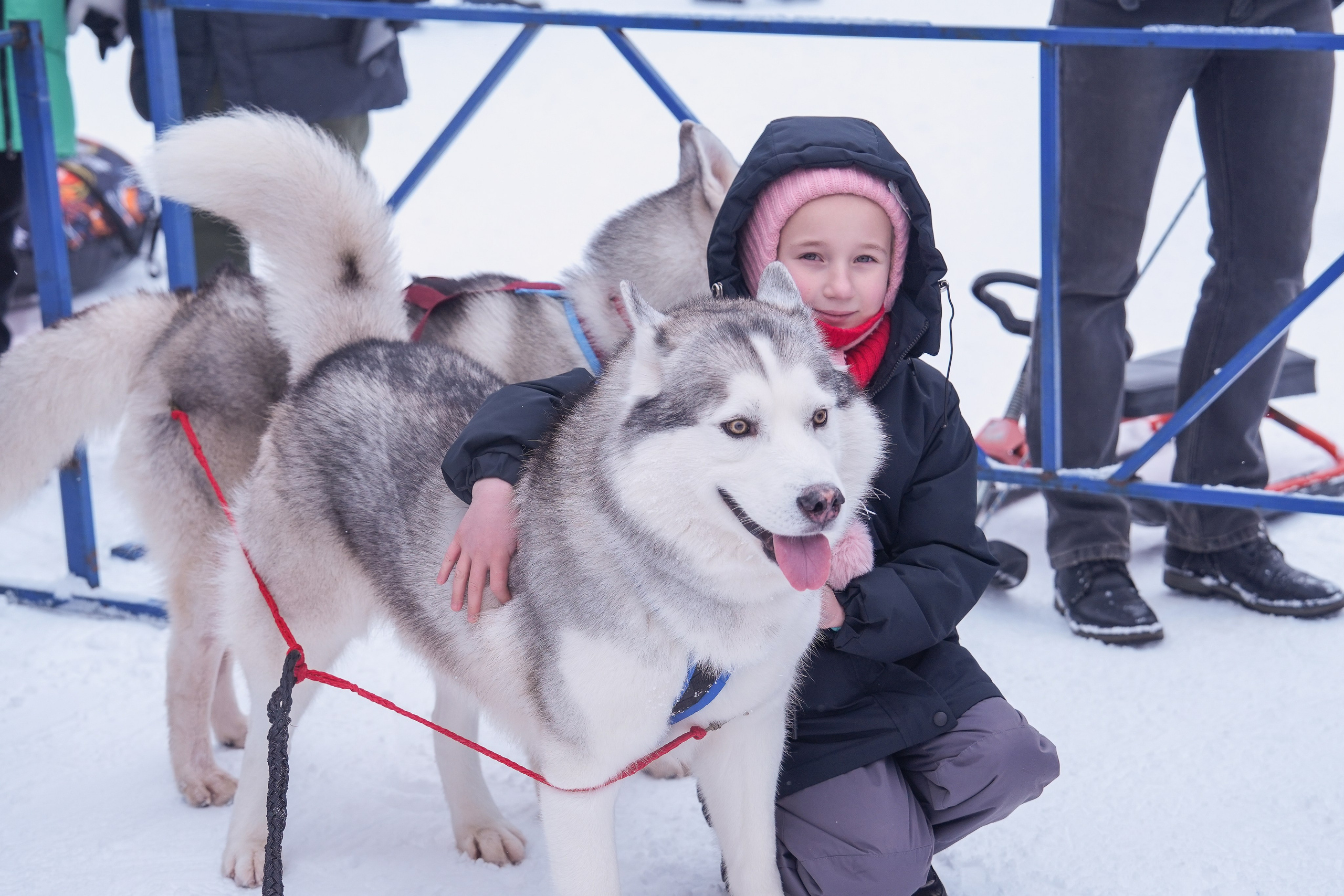 Рождественские гонки на собаках. Т/б «Чайка». Семейный фотограф Владимир Просвиркин. г. Самара