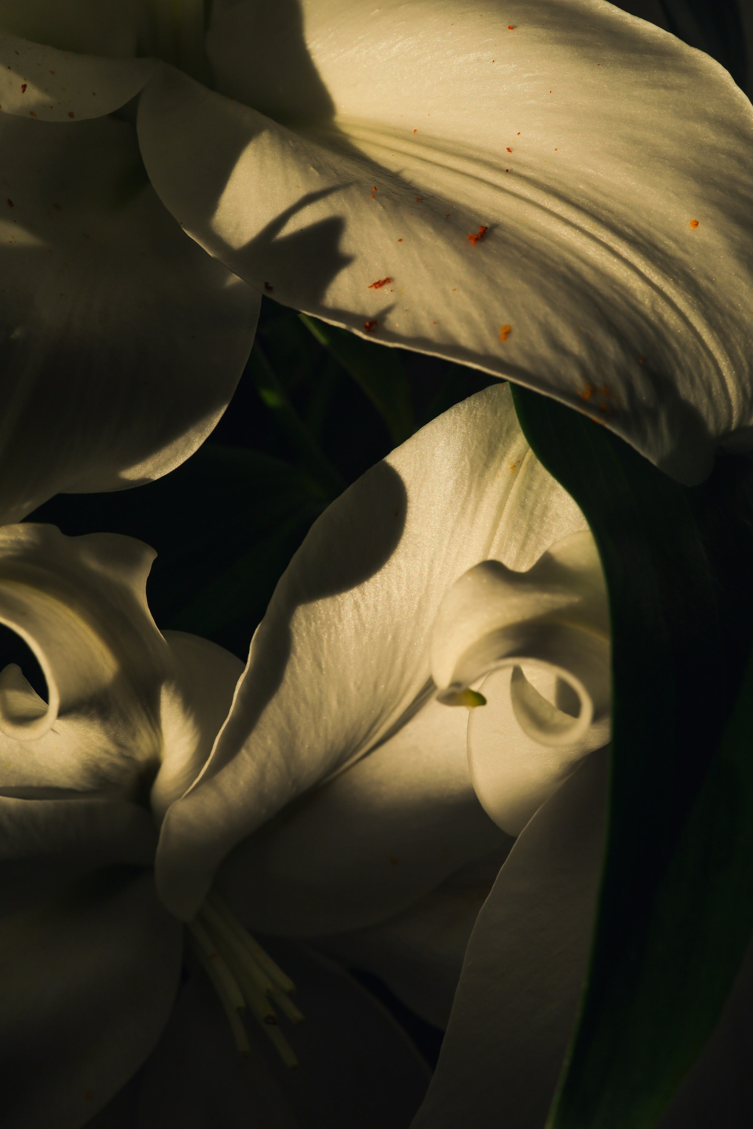 Природа &. Фотохудожник в СПб