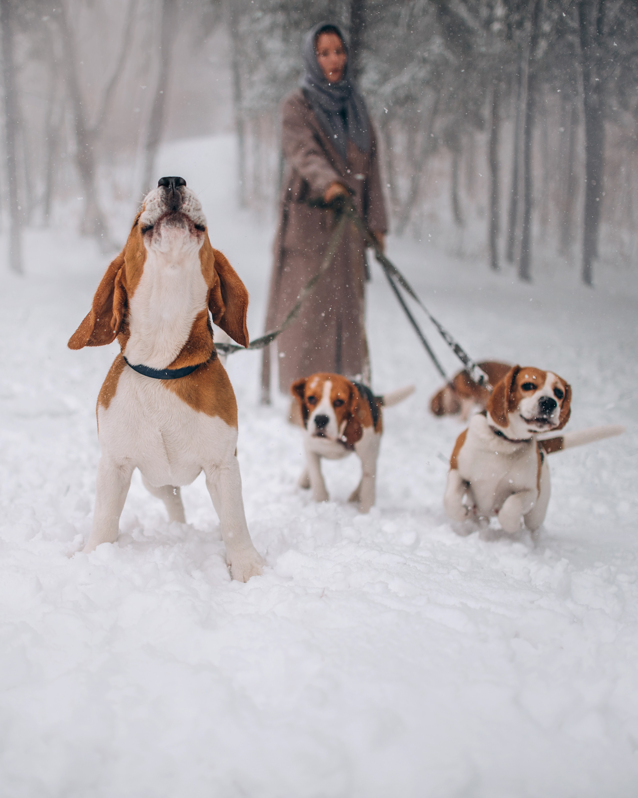 Прогулка с собаками: бигли и Лена. Портфолио