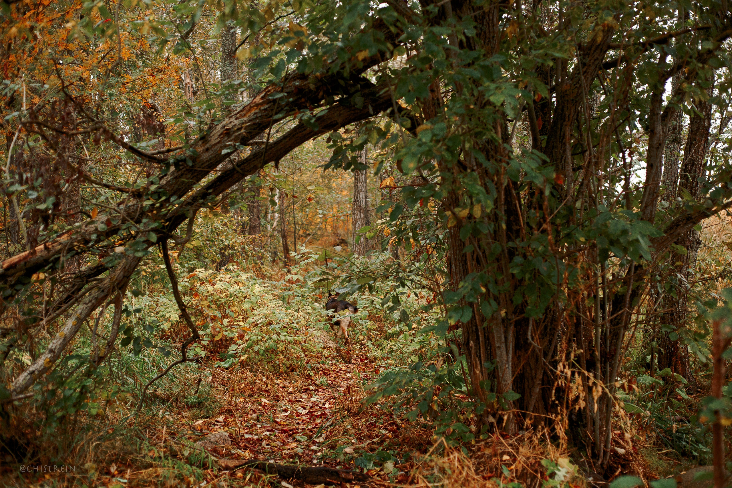 Дальний пирс. Фотограф-анималист Наталия Чистюхина в г. Сосновый Бор и ЛО
