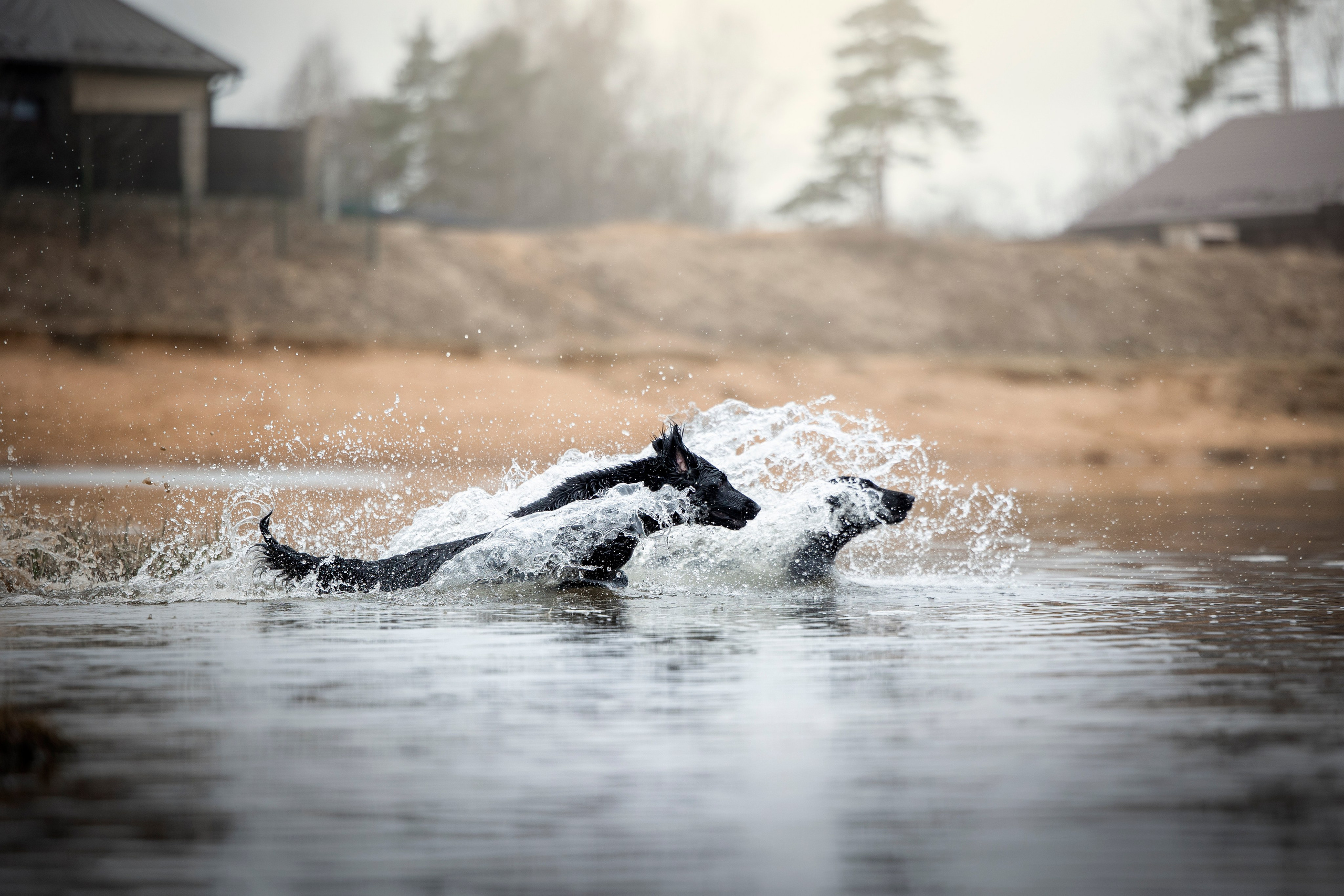 Ора, Ева, Рози и их семья. Фотограф — Анималист | Санкт-Петербург