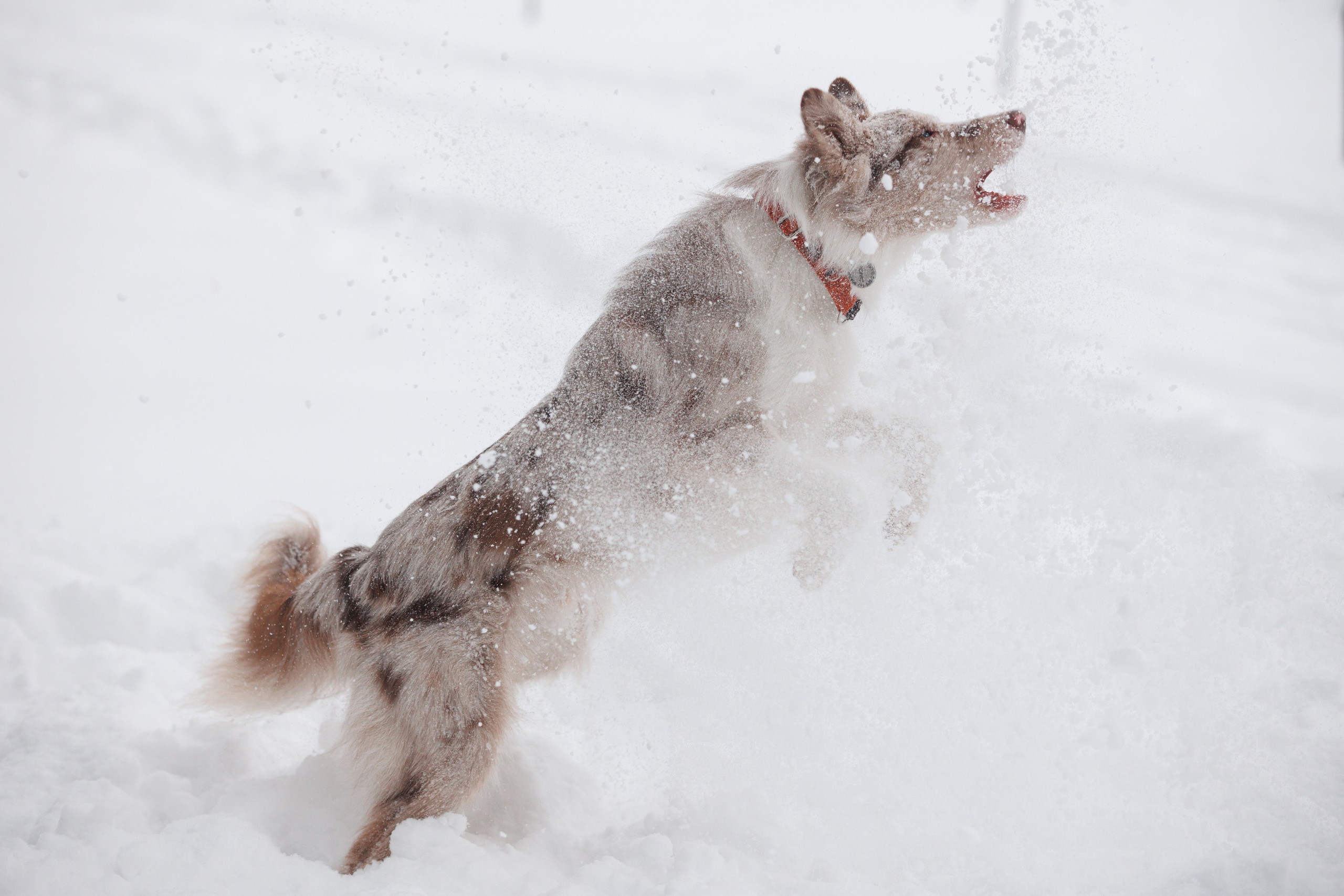 Даша и компания. Фотограф анималист Кристина Карпова, Москва