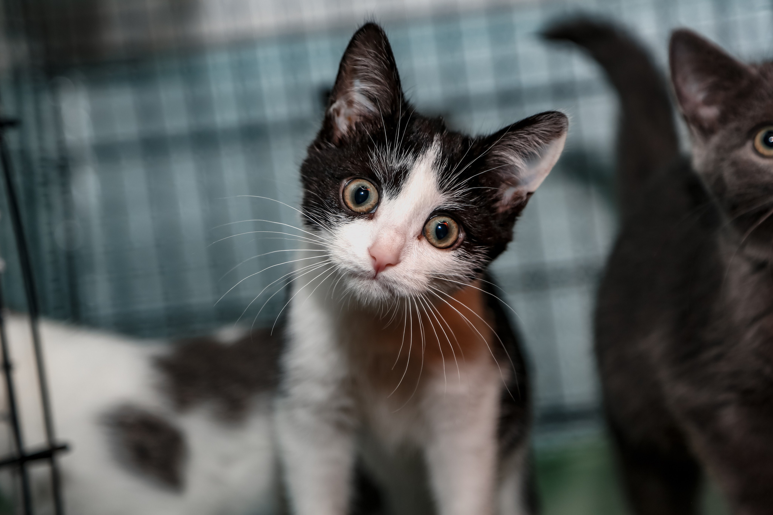 Приют Кошкин Дом Филимоша. Ваш фотограф в Оренбурге Рощупкина Екатерина