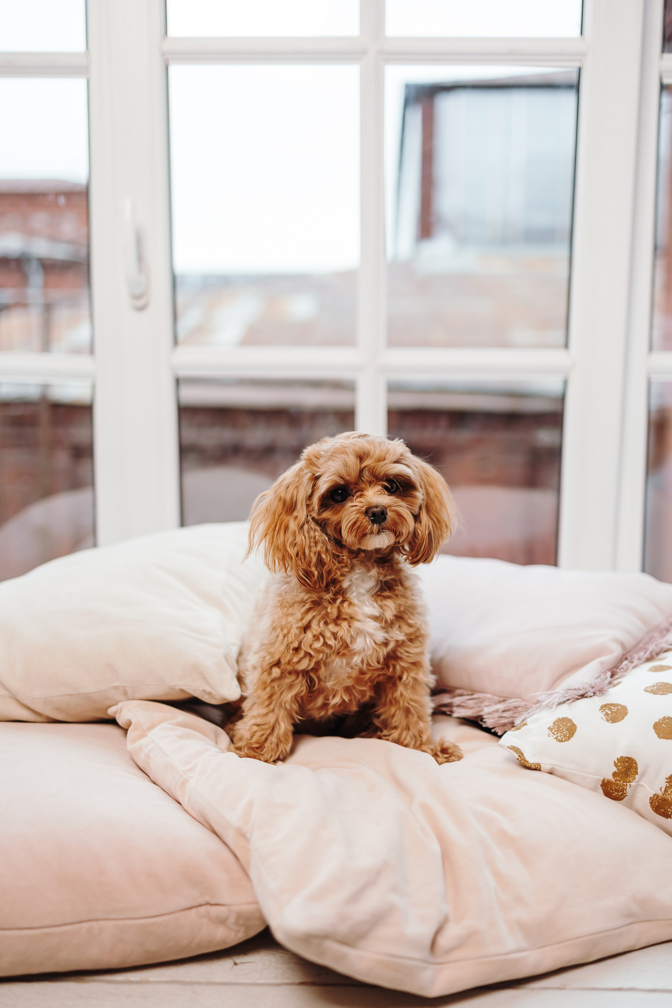 Груминг. Фотограф-анималист в Санкт-Петербурге Алина Яхонт