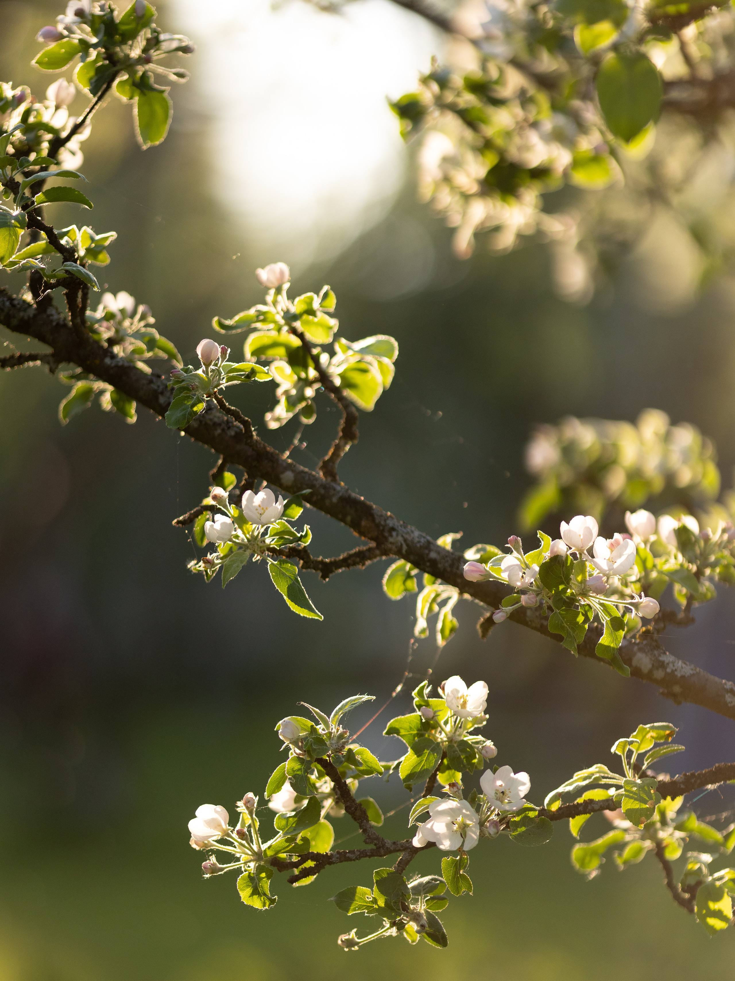 Виктория. Контент фотограф в Санкт-Петербурге Елена Кегель