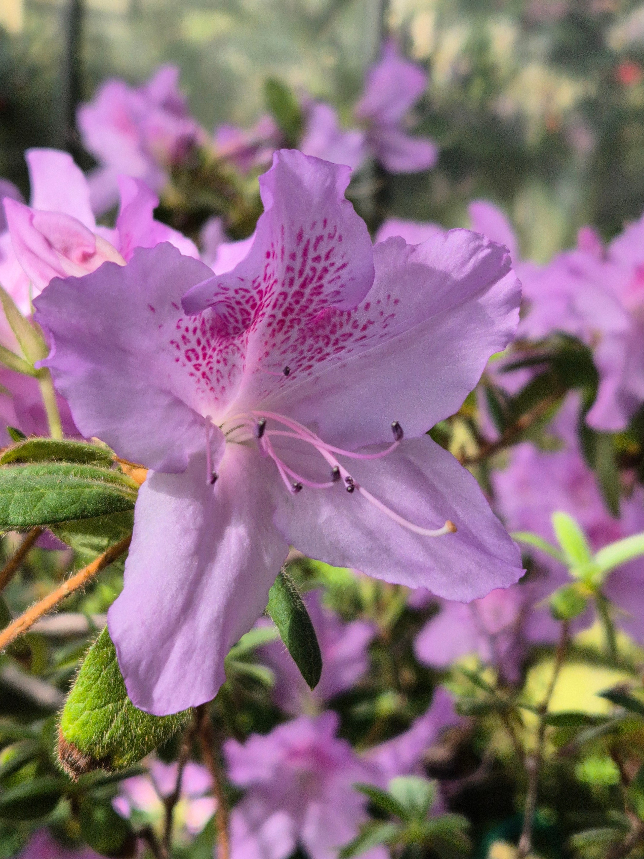 Азалия розовая