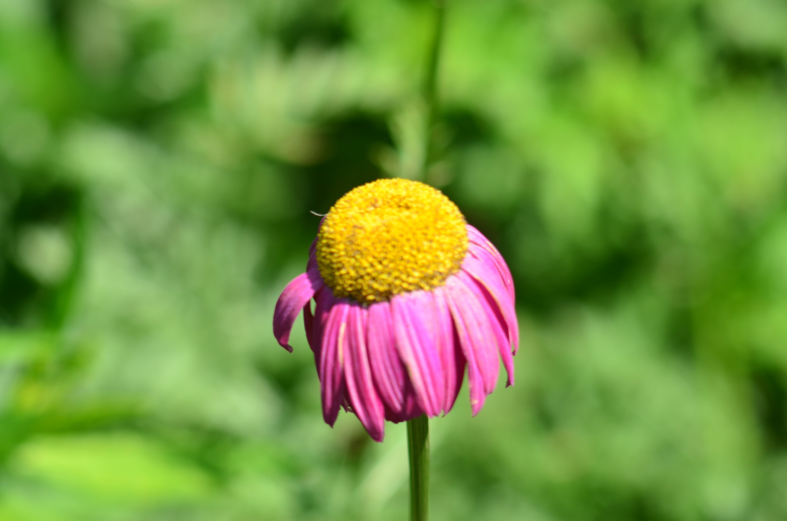 Дары природы. Фотограф viktor viktor