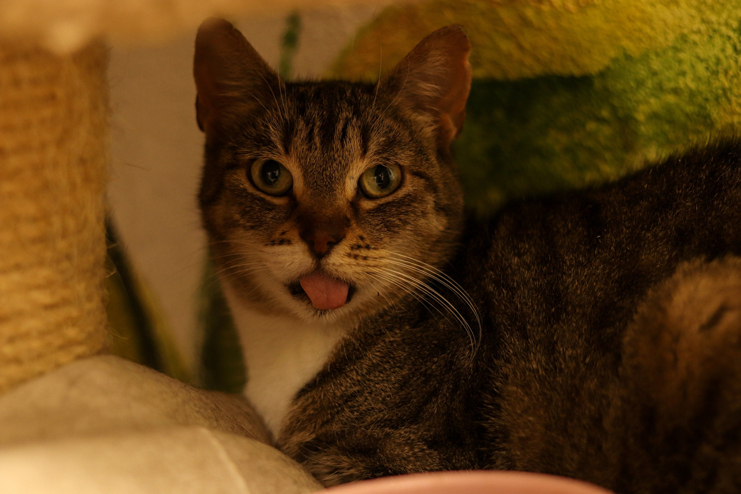 Петербургский дом кота (27 июня 2024). Ивентный фотограф в Санкт-Петербурге Олег Комков