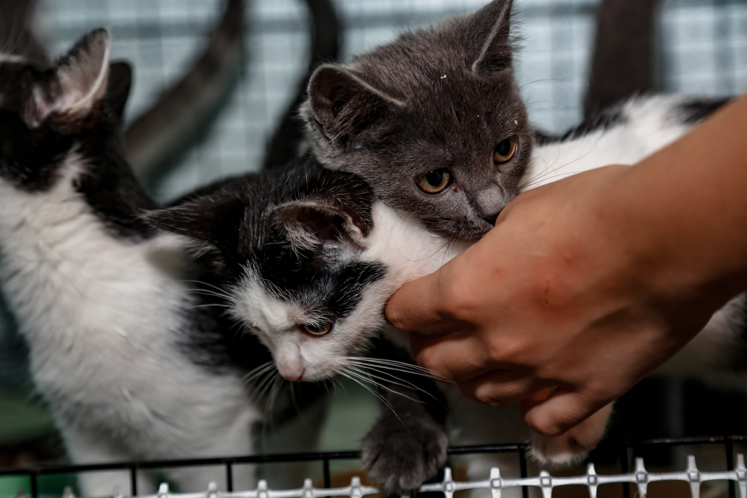Приют Кошкин Дом Филимоша. Ваш фотограф в Оренбурге Рощупкина Екатерина