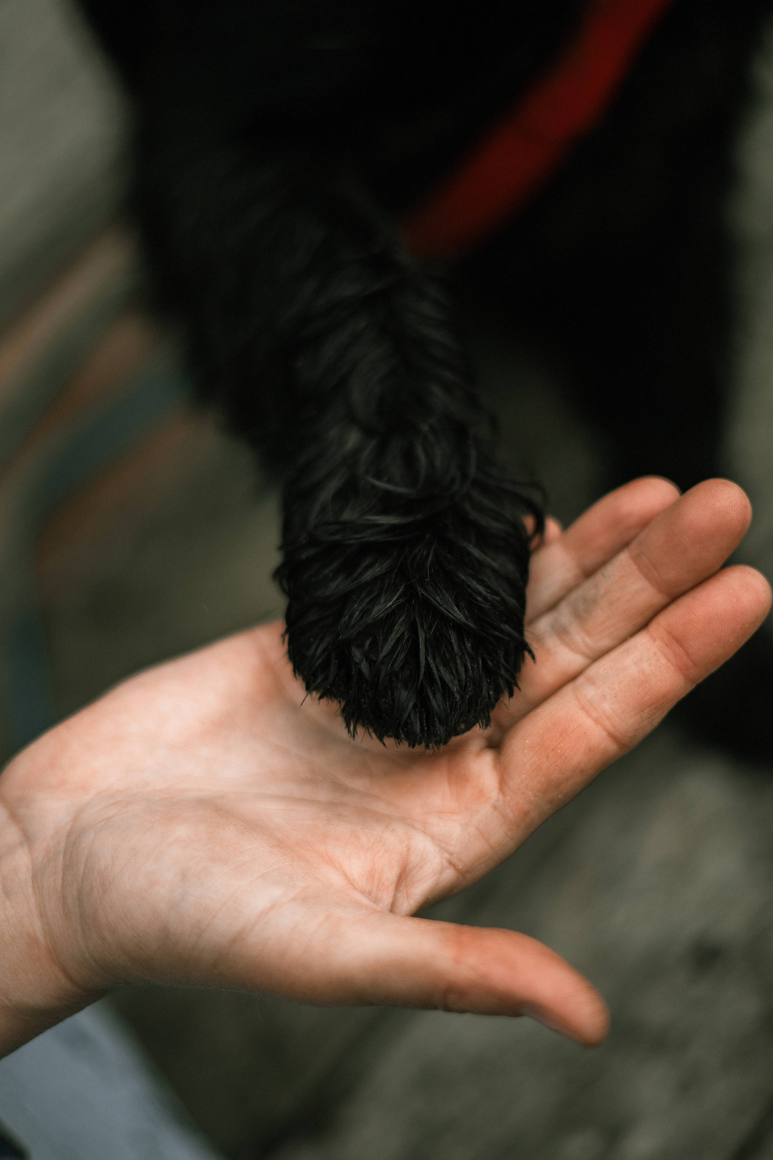 Екатерина и Вольт. Фотограф — анималист Владивосток, Алина