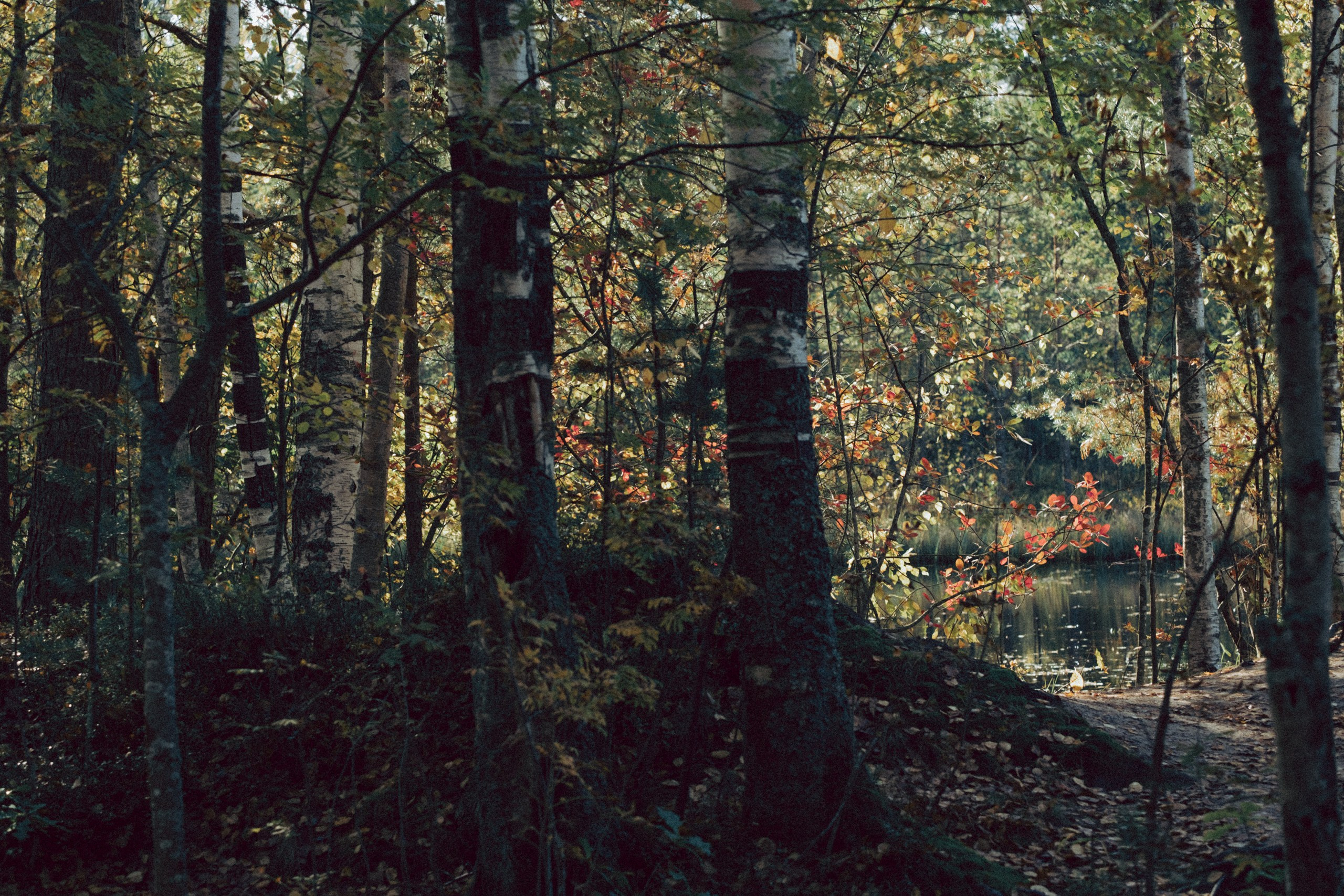 Осеняя прогулка. Профессиональный фотограф, Санкт-Петербург — Виктория Богомолова