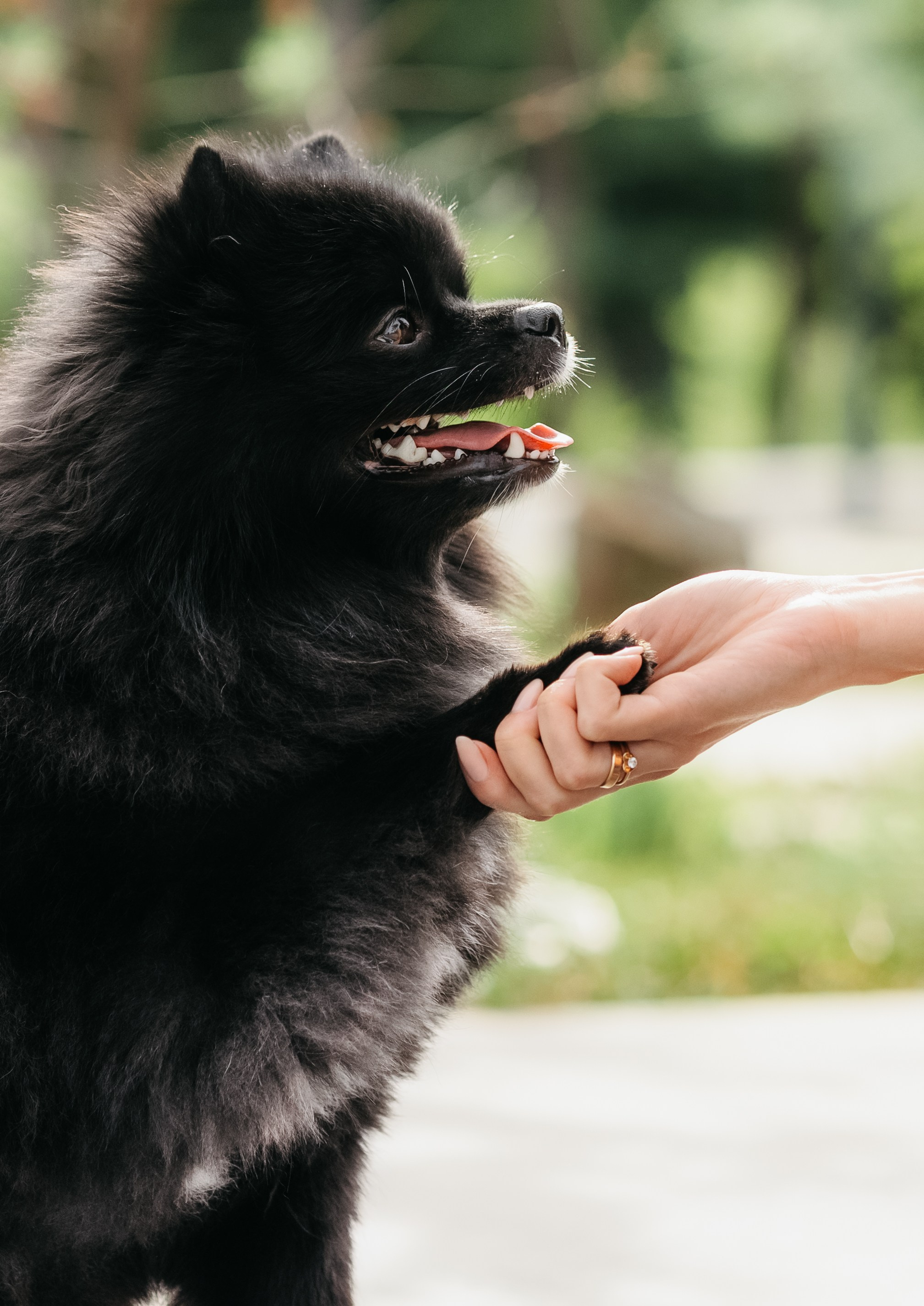 Татьяна и Харли. Фотограф в Арсеньеве