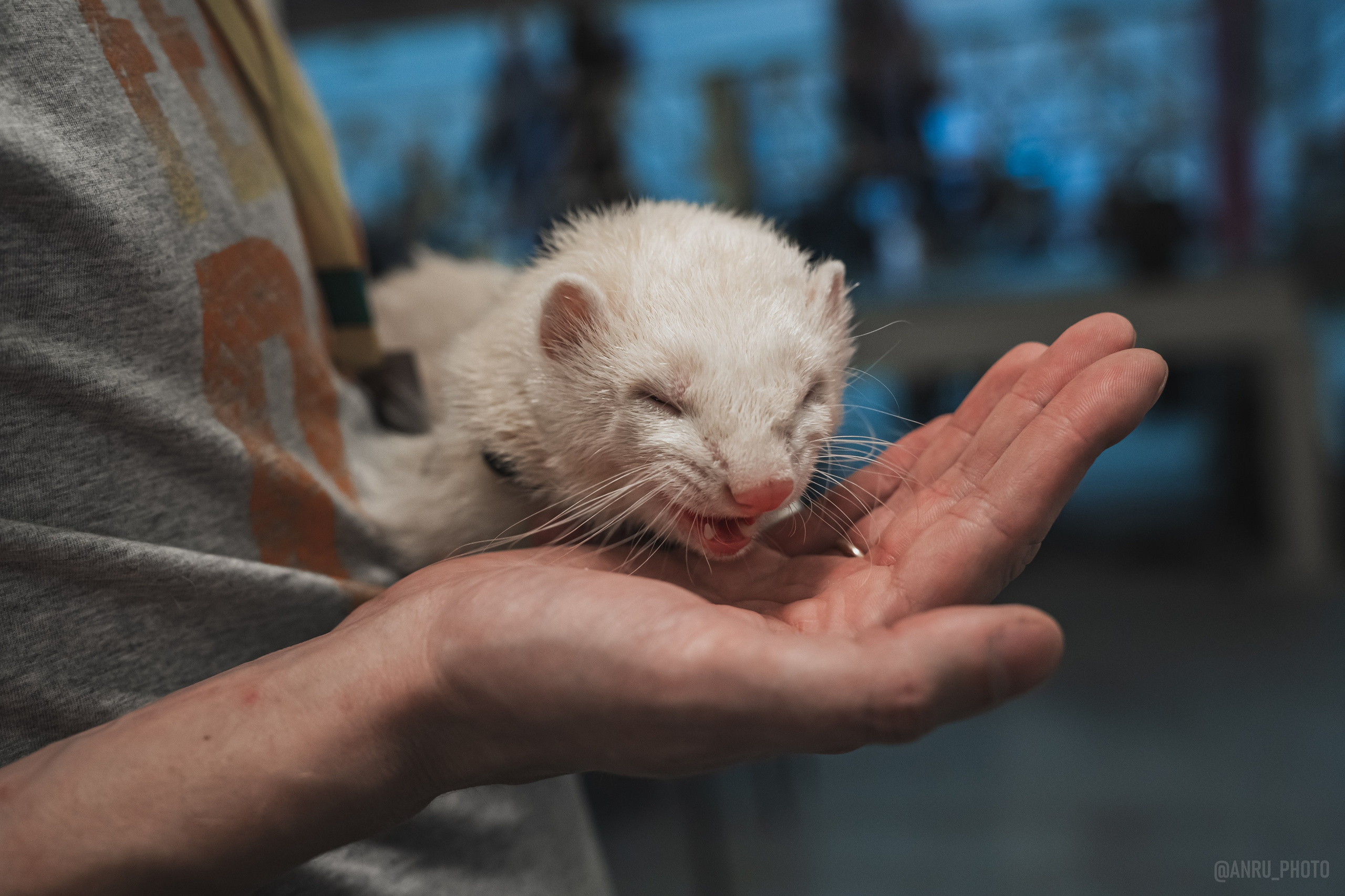 Fox Family fest. Репортажный фотограф Анастасия Рубцова