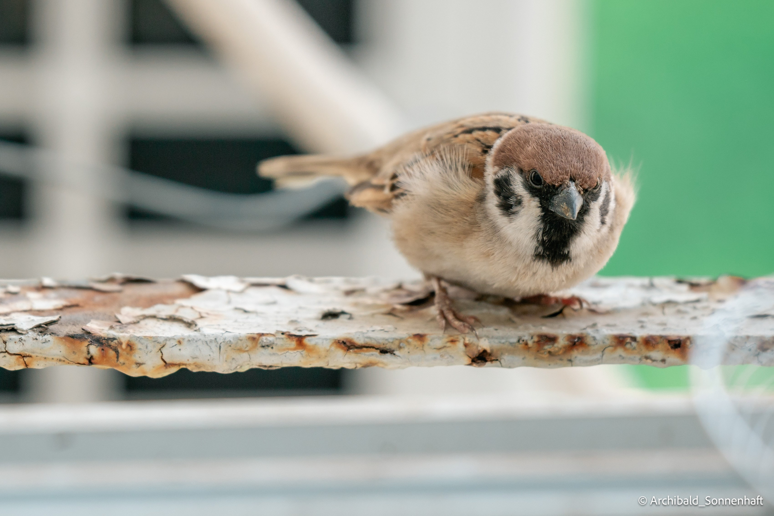 Balcony sparrows. Photographer in Guangzhou, China. Archibald Sonnenhaft