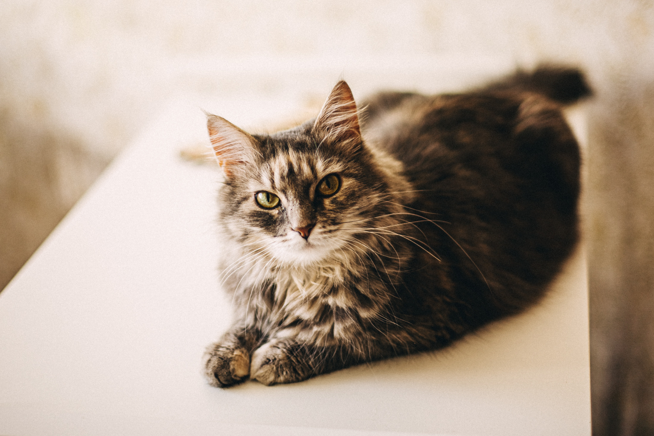 Про любовь и молоко. Семейный фотограф, фотограф родов, репортажей фотограф в Санкт-Петербу