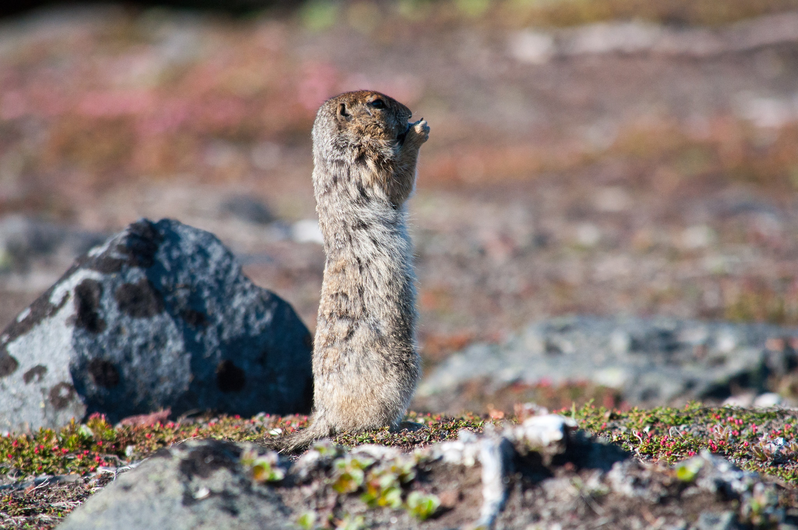 Природа. Людмила Москвичёва — Фотограф на все случаи жизни.Камчатка/Владивосток