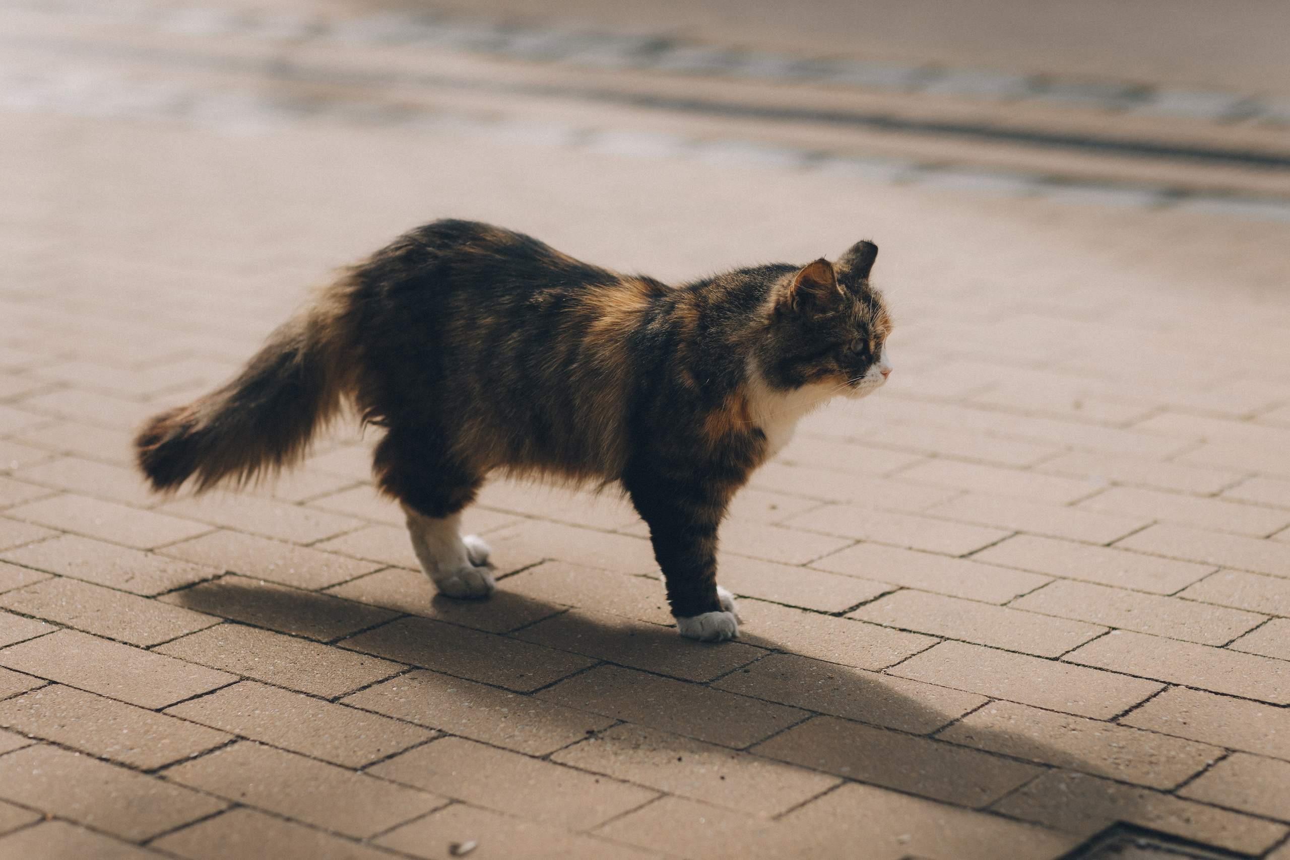 Мурчащий город. Фотограф Зеленоградск Красильникова Елена