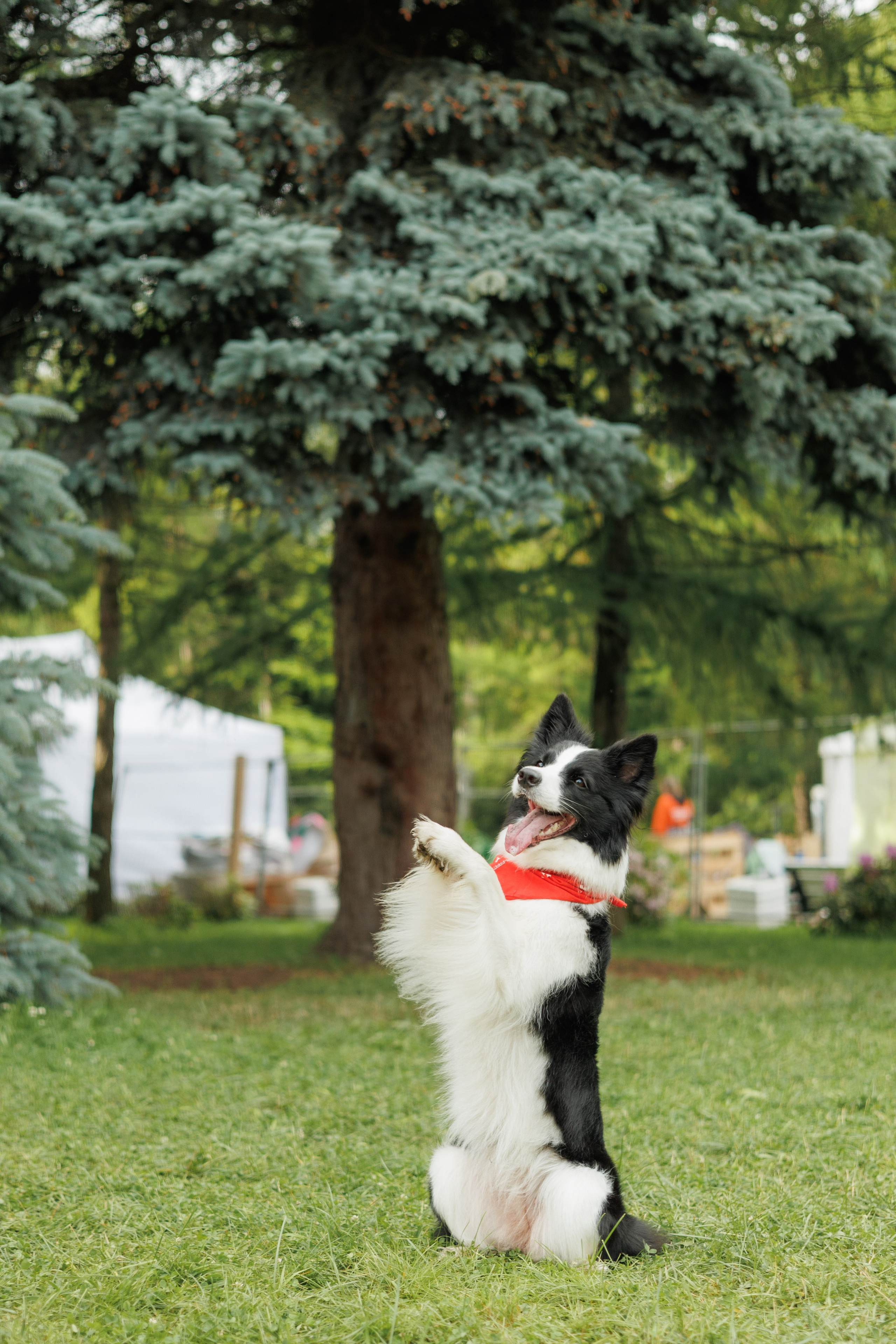 Фестиваль Petshop Days. Портретный фотограф Алина Хаунина
