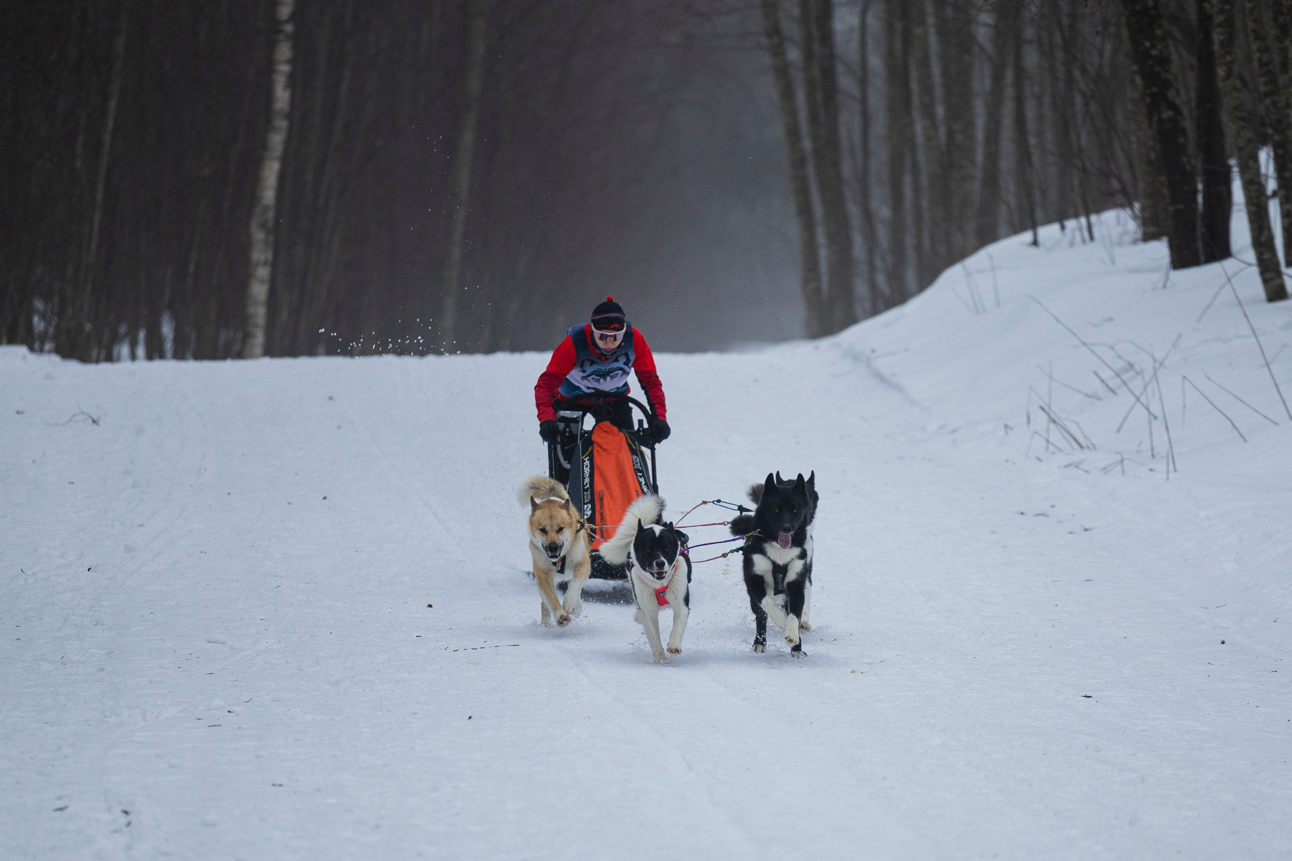 Зимний Чемпионат Санкт-Петербурга по ездовому спорту. Фотограф-анималист Анна Маринич