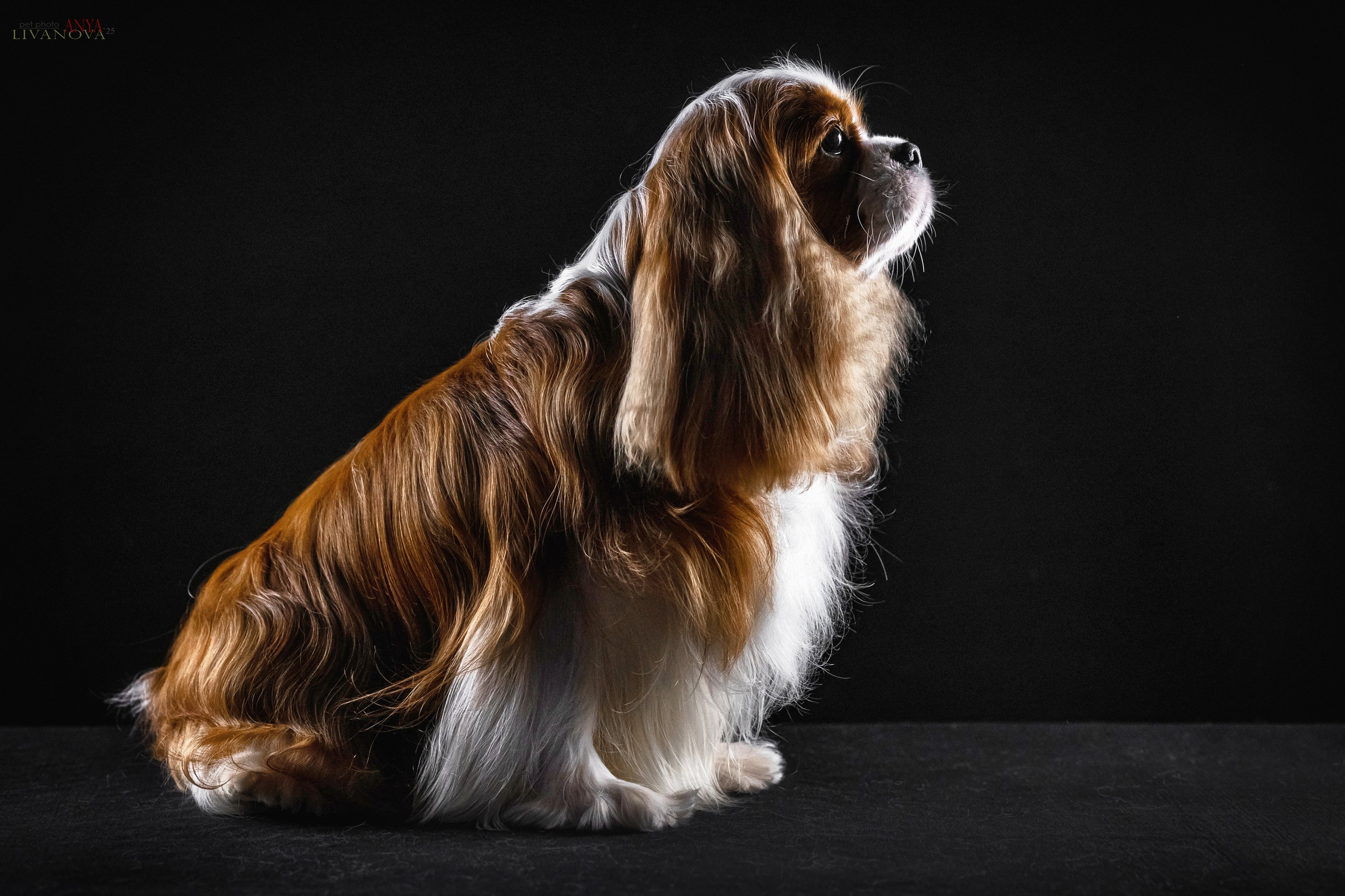 Вовчик. Фотограф анималист Аня Ливанова | Рыбинск