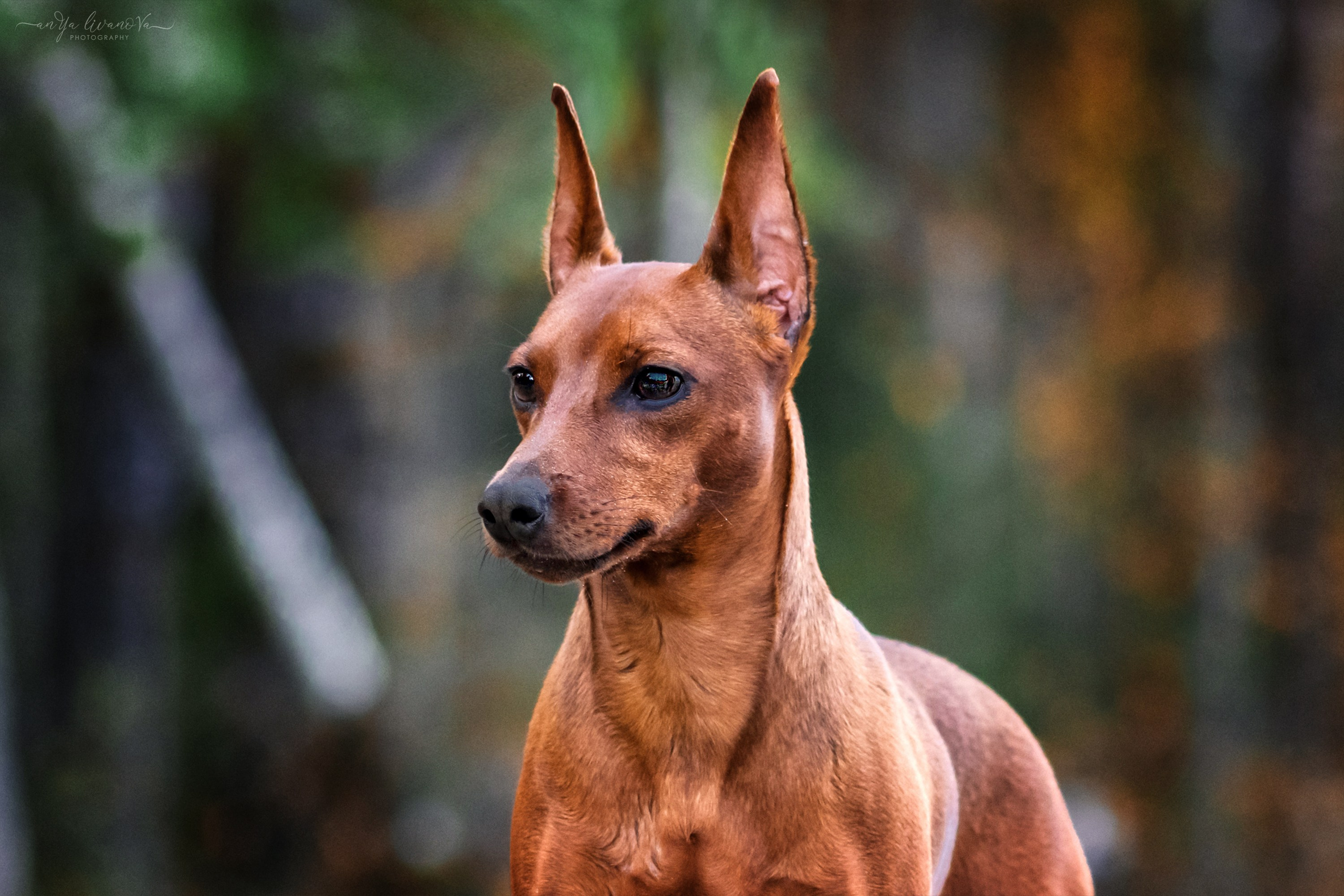 Киви на берегу. Фотограф анималист Аня Ливанова | Рыбинск