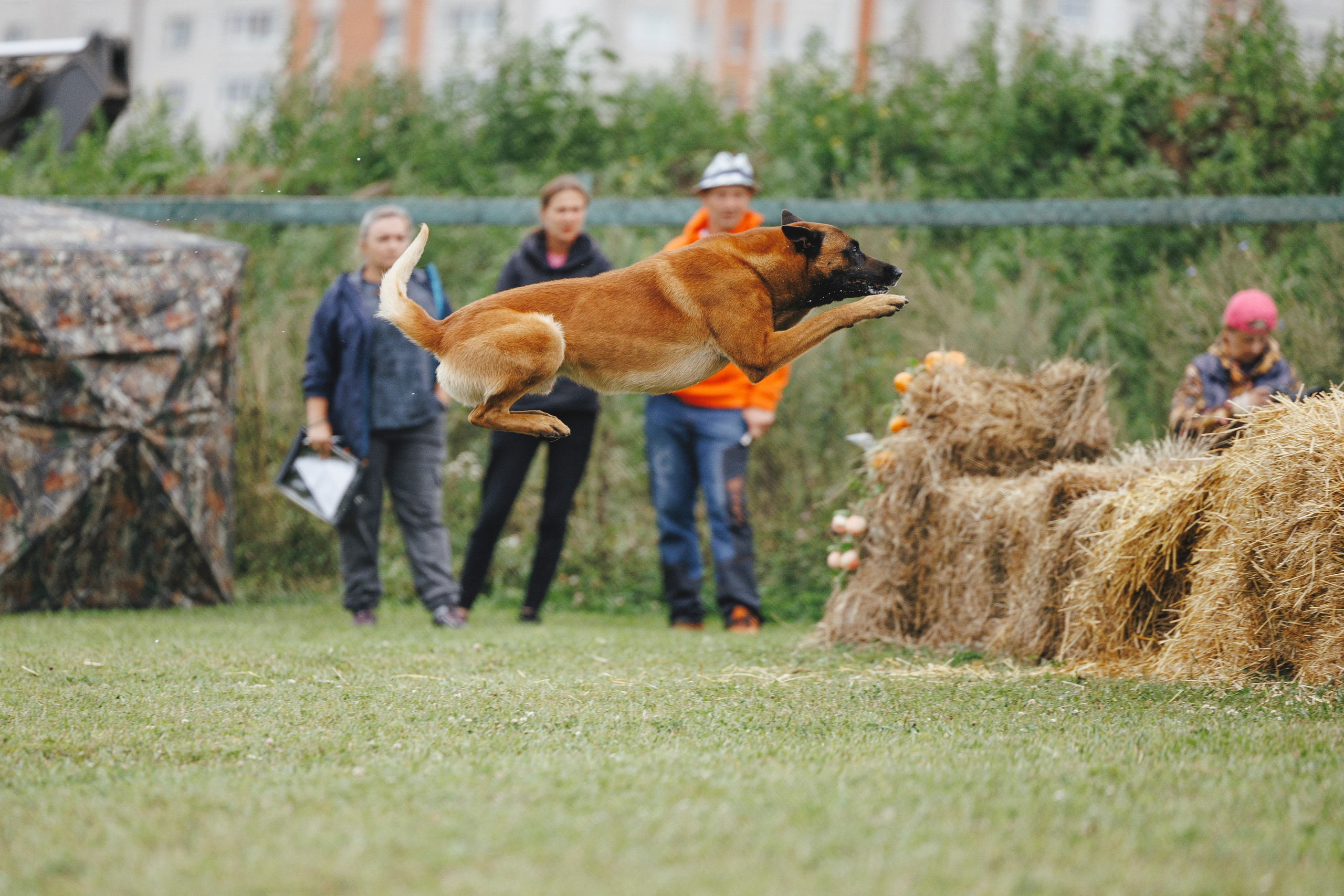 08.08.25-10.08.25 ЧР по мондьорингу г. Вологда. Фотограф-анималист Анна Маринич