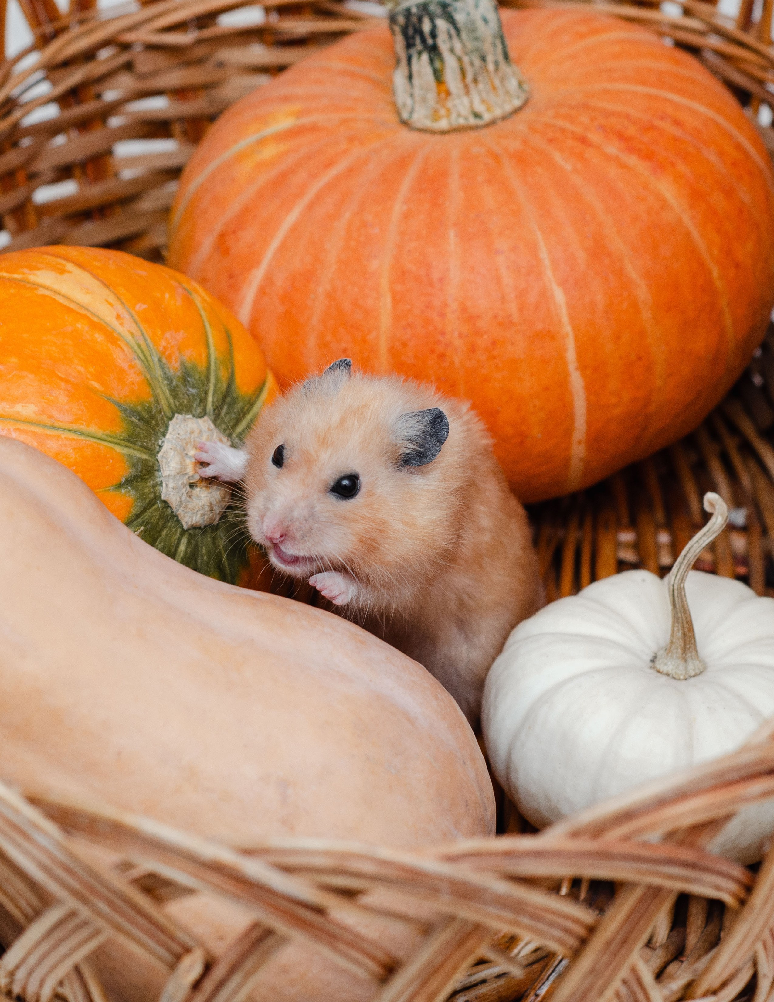 Не собаки и не лошади. Фотограф анималист