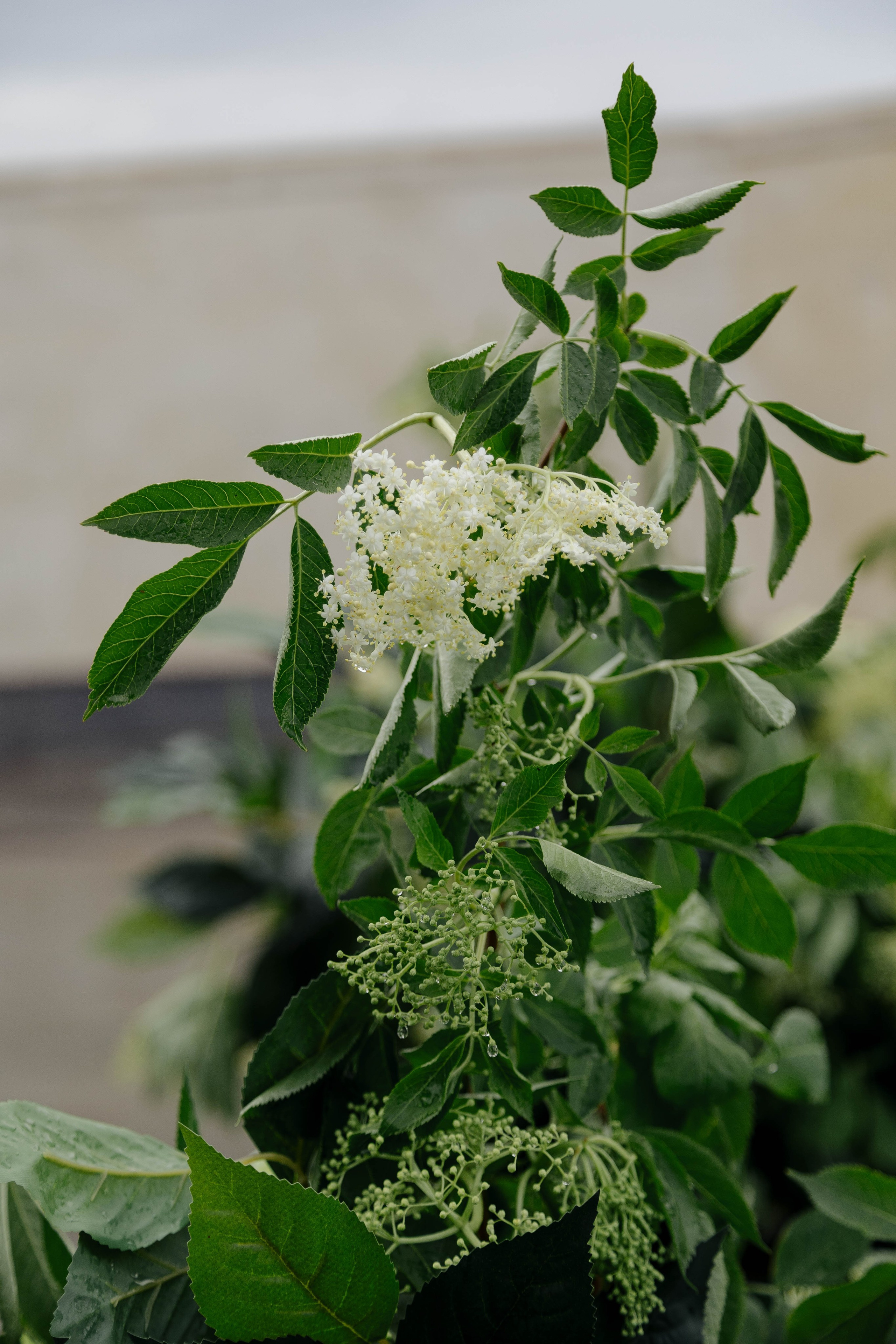 Дмитрий & Мишель. Свадебный фотограф ростов