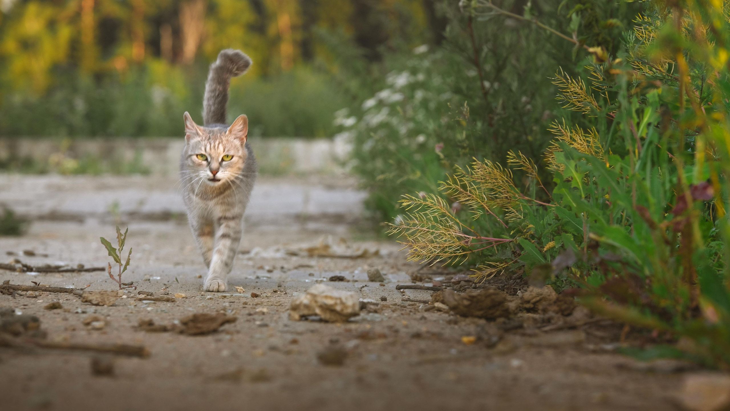 Животные и птицы. KRUTOVA_фотографирую жизнь